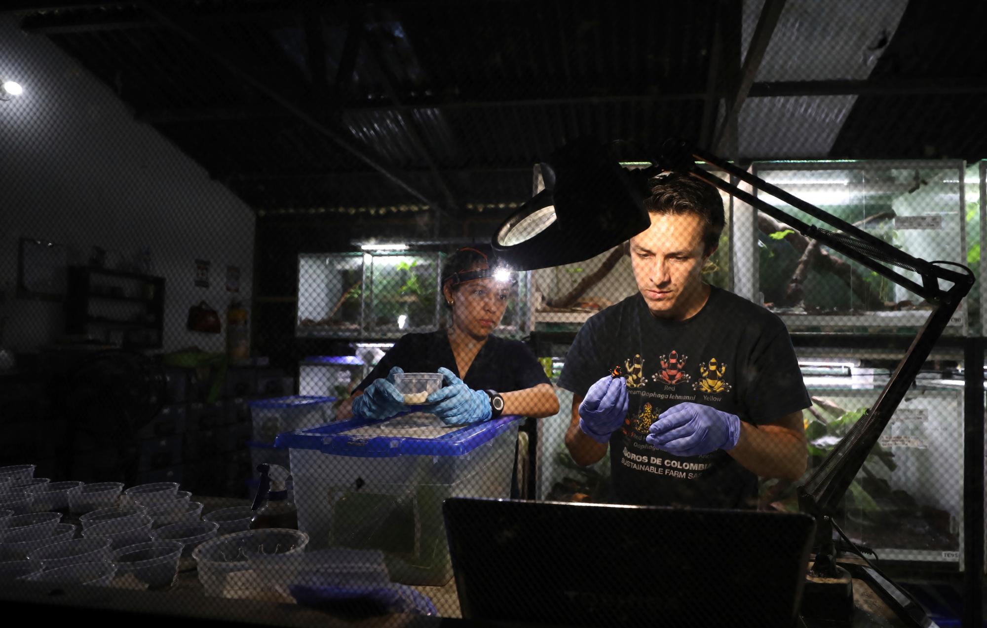 Los zoólogos Alejandra Curubo (izquierda) e Iván Ramos preparan ranas que serán exportadas a Estados Unidos en el centro de cría de ranas Tesoros de Colombia en Cundinamarca, Colombia, el 20 de mayo de 2019. Desde que Tesoros de Colombia empezó a exportar ranas a Estados Unidos hace seis años, el precio de algunos ejemplares codiciados cayó significativamente. 