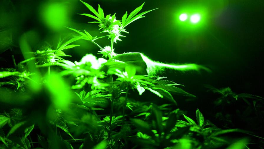 Descubren evidencias de uso de marihuana en antigüedad