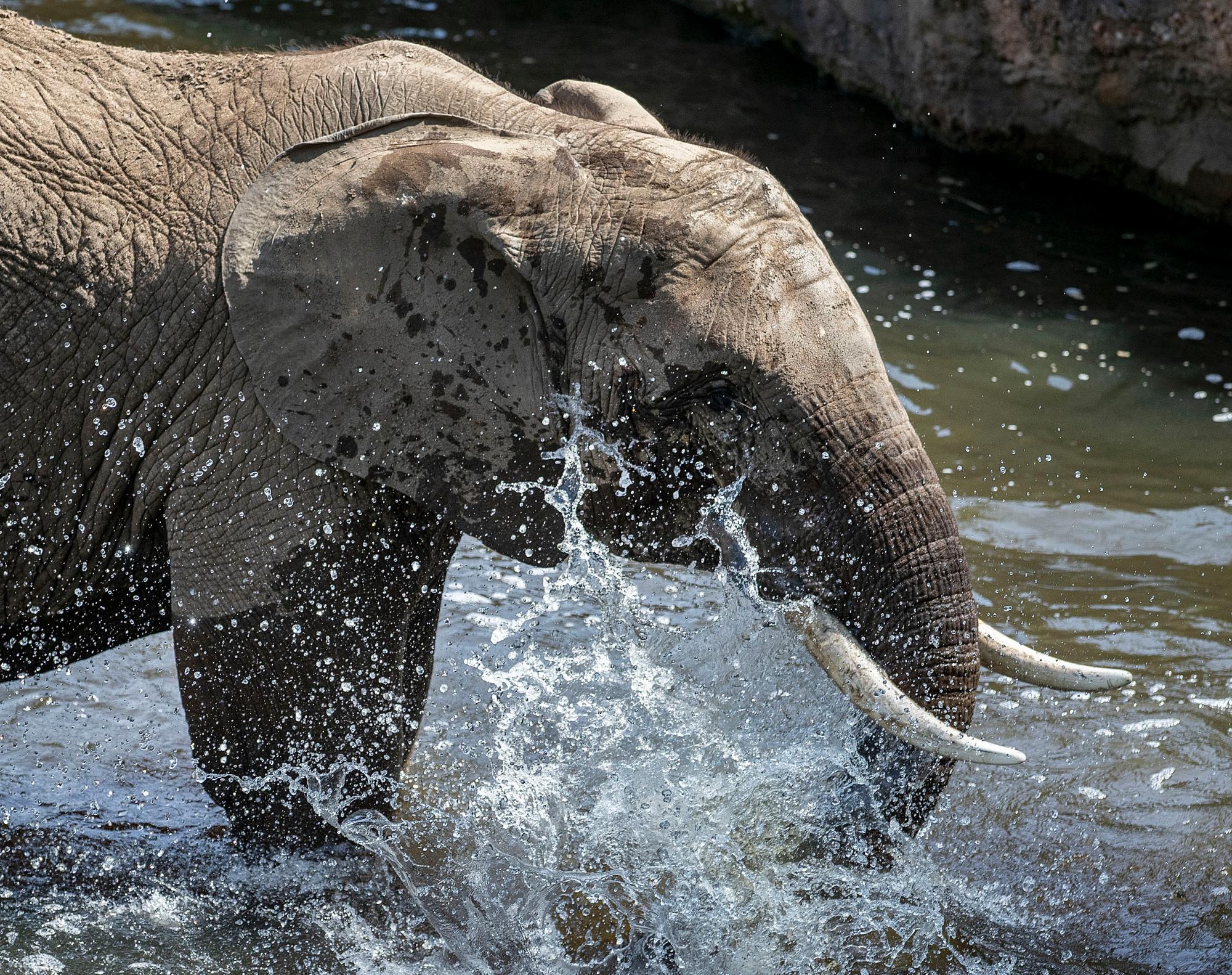Un elefante se refresca en una piscina en su recinto en el zoológico de Opel en Kronberg, cerca de Frankfurt, Alemania, el martes 25 de junio de 2019. Se espera una ola de calor en toda Europa. 