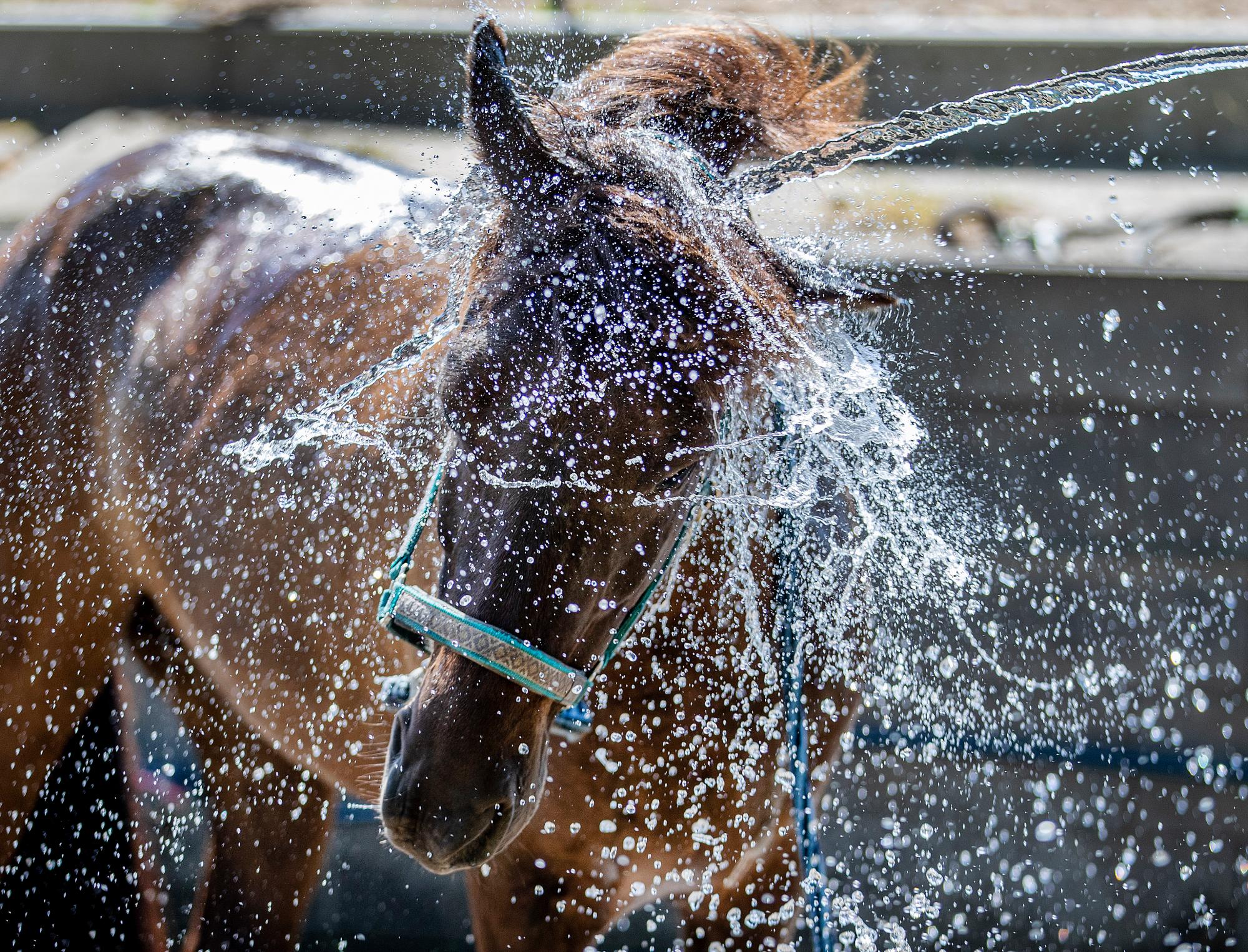 En Islandia, el caballo se rocía con agua en un semental en Wehrheim, cerca de Frankfurt, Alemania, en un cálido y soleado miércoles 26 de junio de 2019. Se esperan temperaturas altas en toda Europa. 