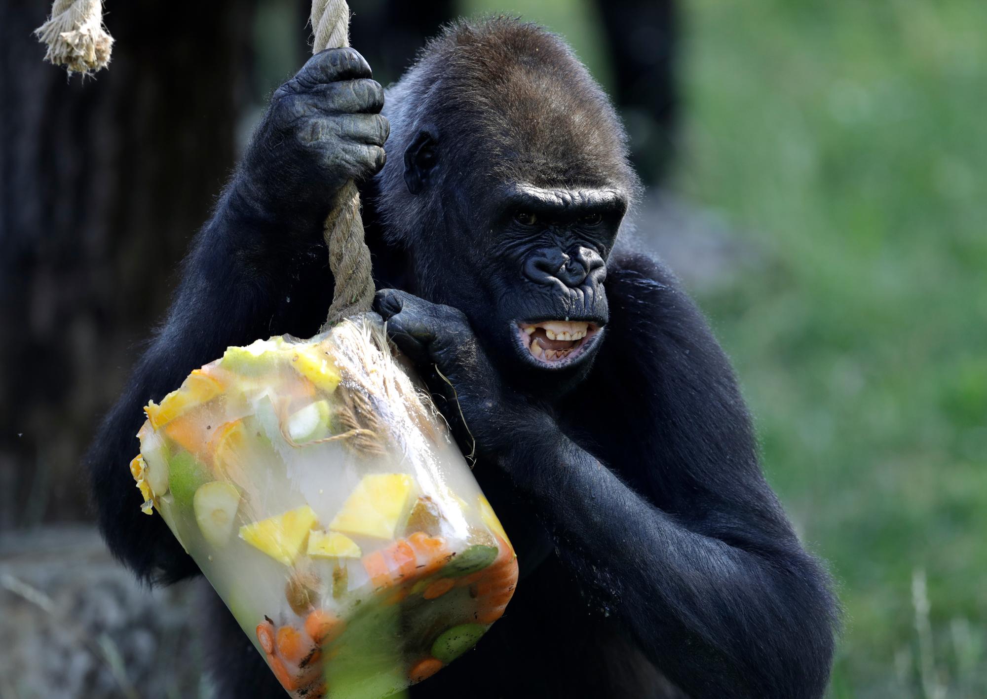 Un gorila occidental de tierras bajas conserva su helado, preparado con frutas y verduras, en un día caluroso y soleado en el zoológico de Praga, República Checa, el jueves 27 de junio de 2019. 