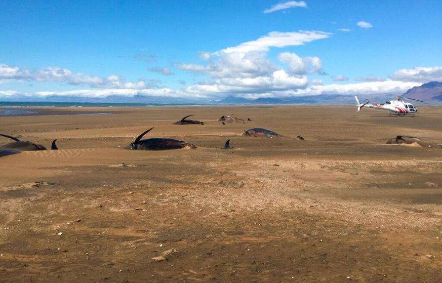 Hallan a 50 ballenas piloto muertas en playa de Islandia