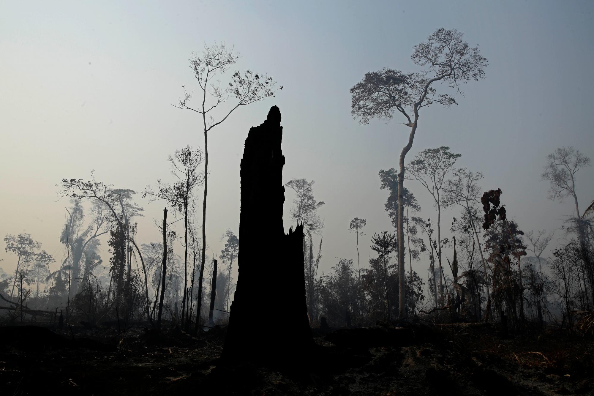 Los árboles carbonizados después de un incendio forestal en la región de Vila Nova Samuel, a lo largo del camino hacia el Bosque Nacional Jacunda, cerca de la ciudad de Porto Velho, estado de Rondonia, parte de la Amazonía de Brasil, el domingo 25 de agosto de 2019. Líderes del Grupo de Siete naciones dijeron el domingo que se estaban preparando para ayudar a Brasil a combatir los incendios que arden en la selva amazónica y reparar el daño, incluso cuando decenas de miles de soldados se desplegaban para combatir los incendios que han causado la alarma mundial.