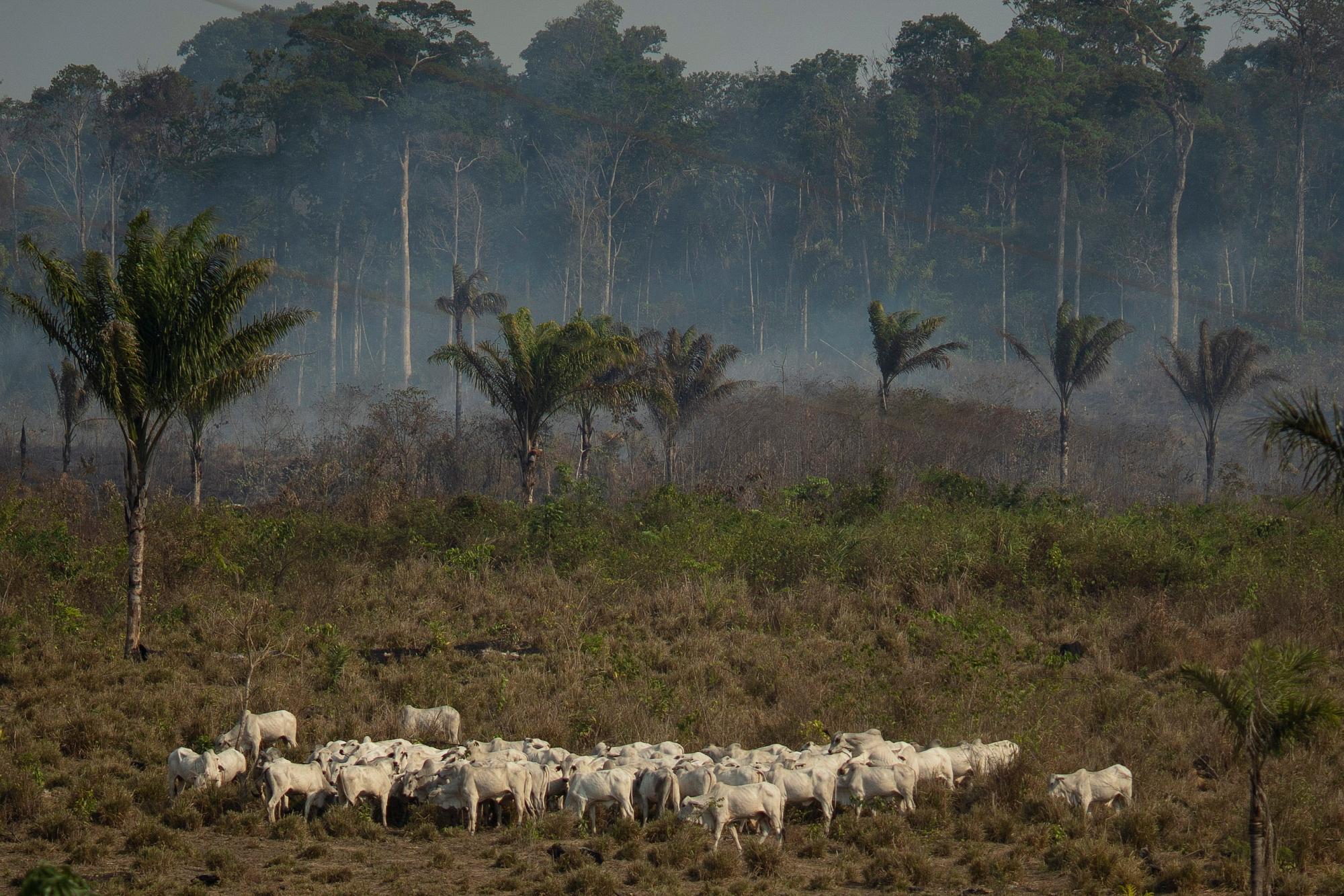 El ganado se encuentra cerca de una zona boscosa que ardie en la región de Alvorada da Amazonia en Novo Progresso, estado de Pará, Brasil, el domingo 25 de agosto de 2019.  Los líderes del Grupo de las Siete naciones dijeron el domingo que se estaban preparando para ayudar a Brasil a combatir los incendios que arden en la selva amazónica y reparar el daño, incluso cuando decenas de miles de soldados se desplegaban para combatir los incendios que han causado la alarma mundia