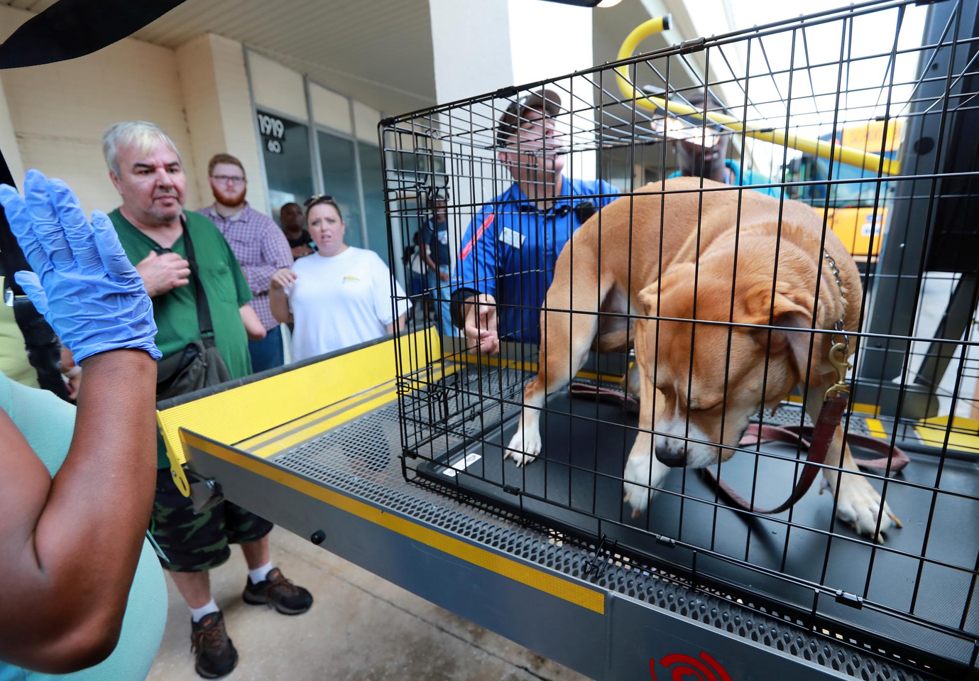 Leonard Baker, a la izquierda, observa cómo su perro Chick es cargado en un autobús mientras ellos y otros locales abordan los autobuses en Lanier Plaza para abandonar el área bajo evacuación obligatoria antes del huracán Dorian, el lunes 2 de septiembre de 2019, en Brunswick, Georgia. 