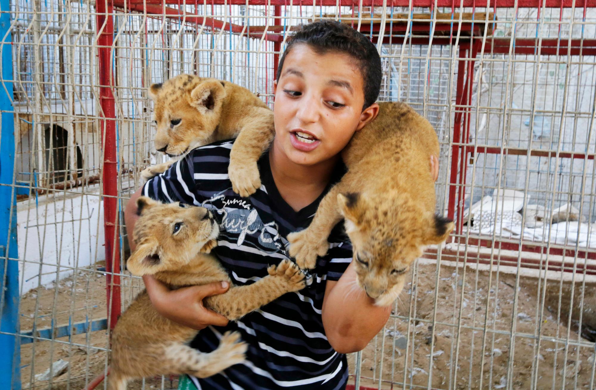 Niños palestinos juegan con tres cachorros de león que nacieron hace unas semanas en un zoológico en el sur de la ciudad de Rafah, en la Franja de Gaza, el martes 10 de septiembre de 2019. Grupos internacionales de bienestar animal han llevado a cabo varias misiones para evacuar animales y aves de zoológicos improvisados en ruinas. Después del frío, la negligencia y los conflictos llevaron a la desaparición de algunos animales.