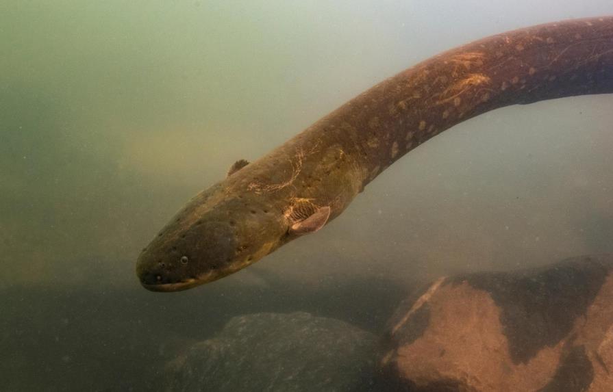 Hallan dos nuevas especies de anguila eléctrica en la Amazonía