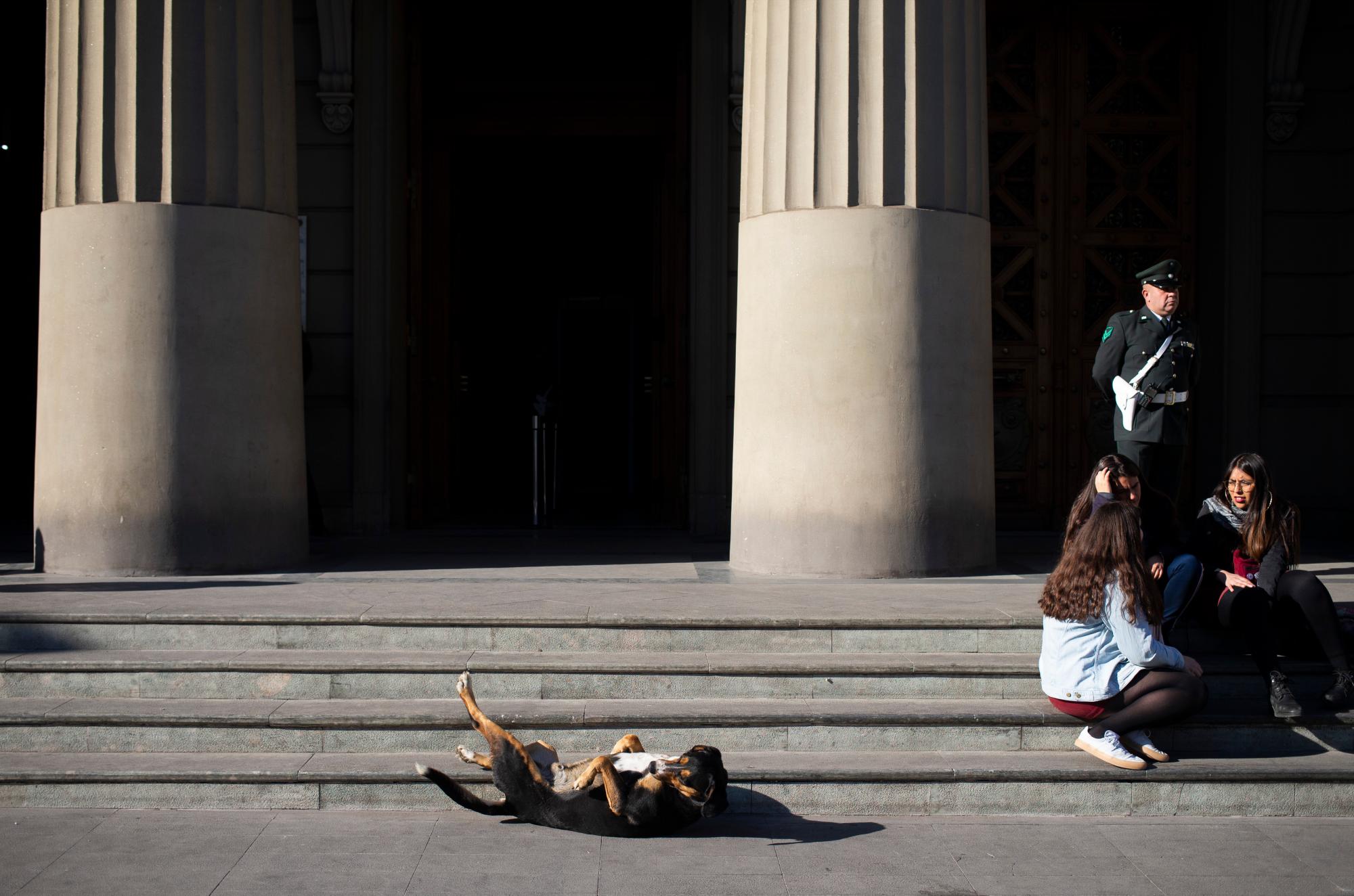 Un perro callejero permanece bajo el sol caliente, frente al Tribunal de Justicia en Santiago, Chile, el viernes 13 de septiembre de 2019. 