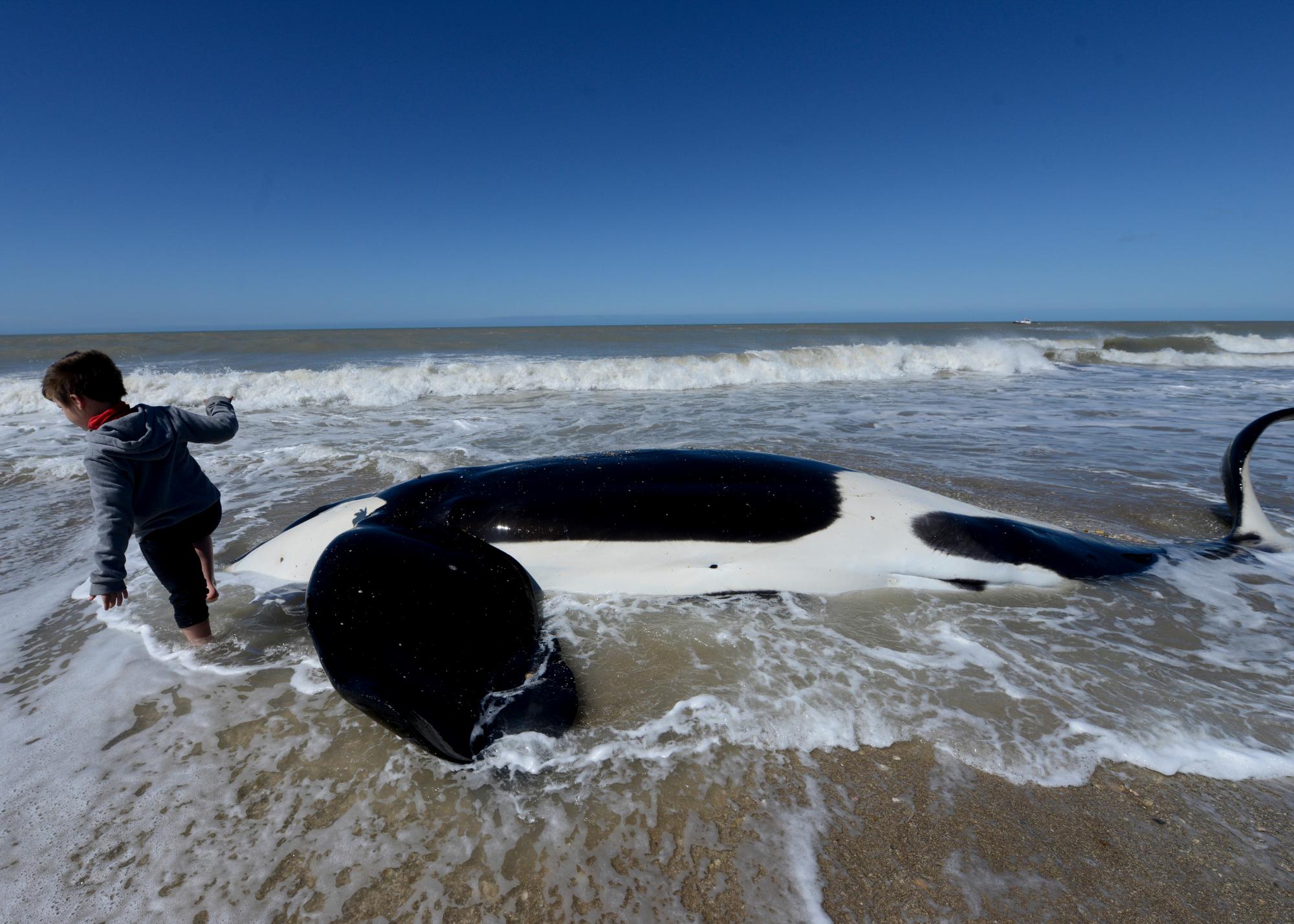 Un joven camina junto a una orca muerta cerca de Mar Chiquita, Argentina, el lunes 16 de septiembre de 2019. Siete orcas fueron varadas en la costa antes de que los rescatistas y voluntarios devolvieran seis de ellas al mar, pero una murió en el proceso. 