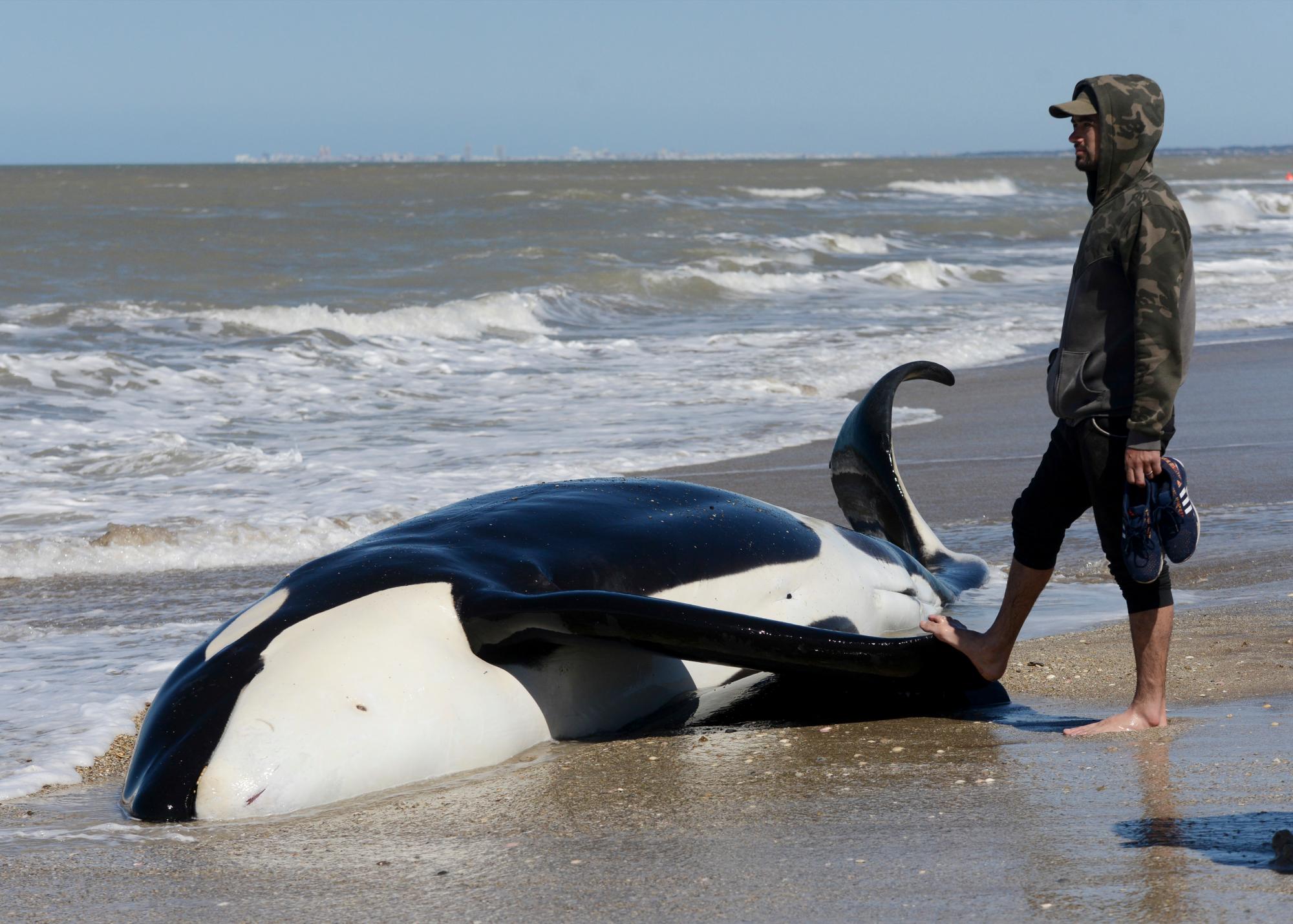 Un hombre se encuentra junto a una orca muerta cerca de Mar Chiquita, Argentina, el lunes 16 de septiembre de 2019. Siete orcas fueron varadas en la costa antes de que los rescatistas y voluntarios devolvieran seis de ellas al mar, pero una murió en el proceso.