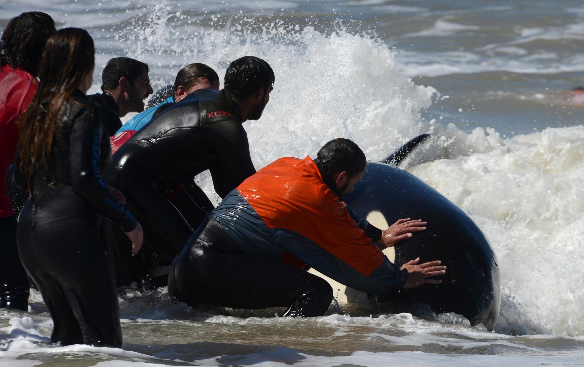 Rescatistas y voluntarios trabajan para devolver con éxito una orca al mar cerca de Mar Chiquita, Argentina, el lunes 16 de septiembre de 2019. Siete orcas fueron varadas en la costa antes de que los rescatistas y voluntarios devolvieran seis de ellas al mar, pero una murió en el proceso. 