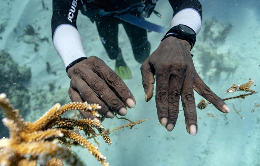 Rescatando el coral de Jamaica, una delicada labor