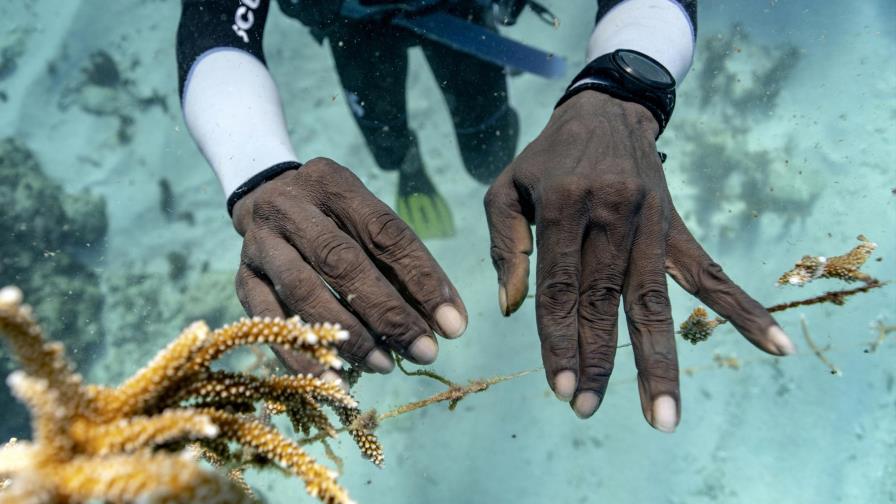 Rescatando el coral de Jamaica, una delicada labor