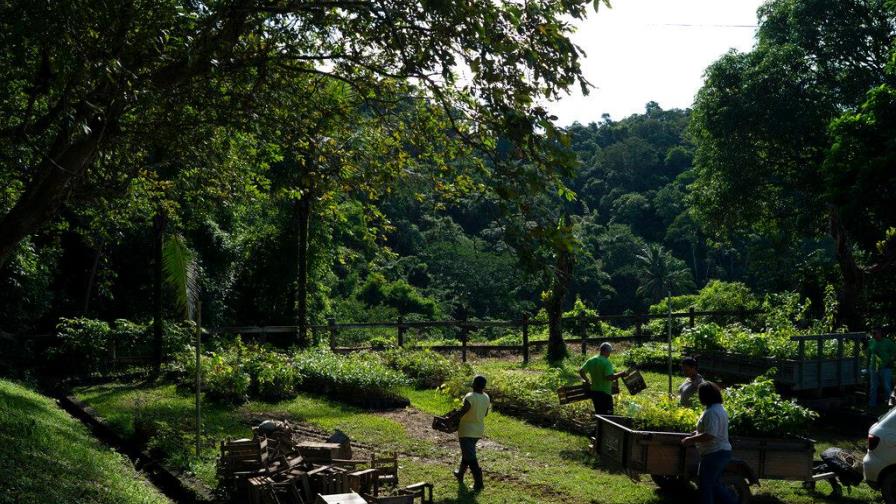 Regenerar los bosques, un árbol a la vez