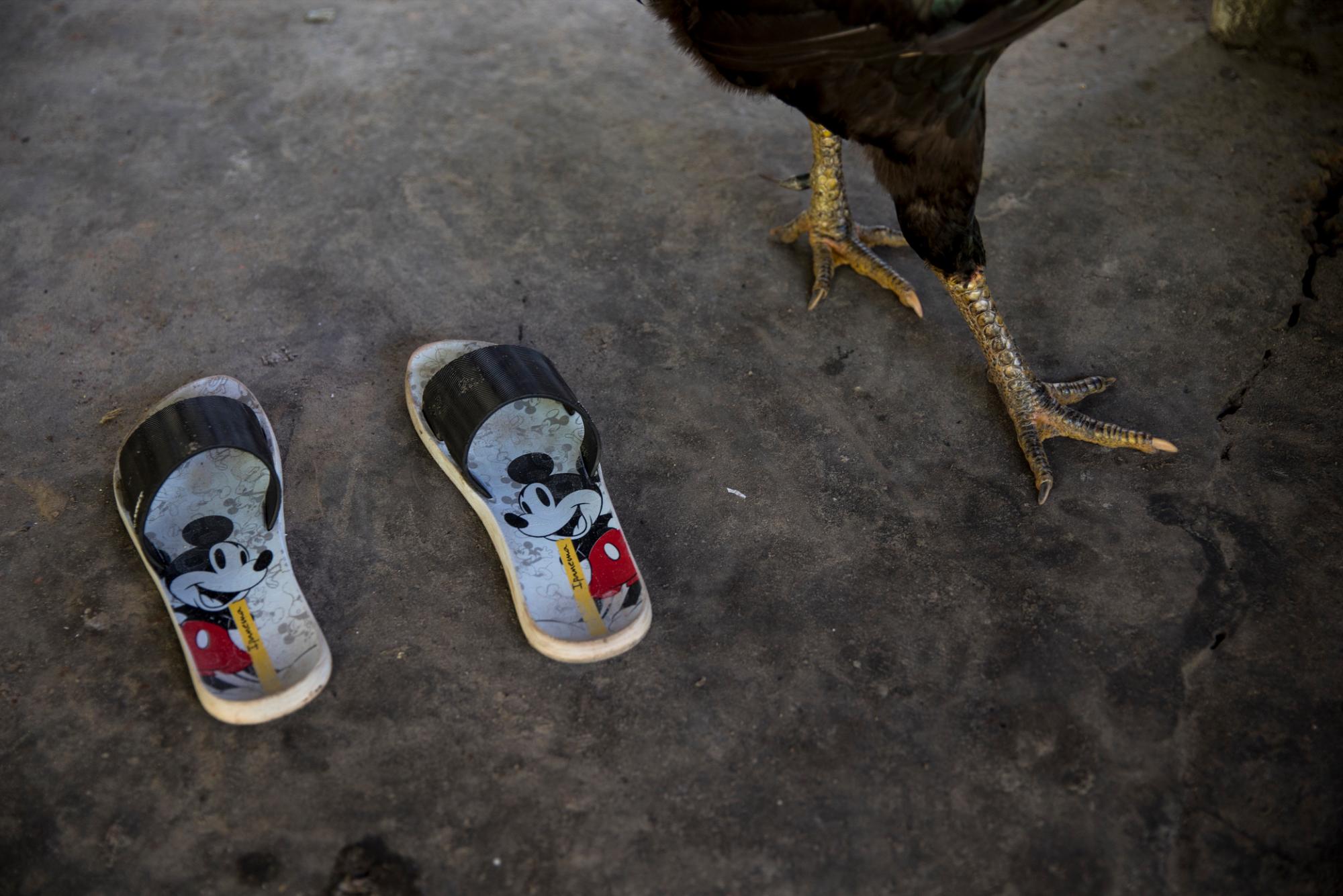 En esta imagen del 2 de septiembre de 2019, una gallina camina junto a unas chanclas de Mickey Mouse en el poblado de Ka a kyr, en el estado de Para, Brasil. La vida cotidiana en los remotos poblados tembé de la selva amázonica brasileña son una combinación de tradición y modernidad. 