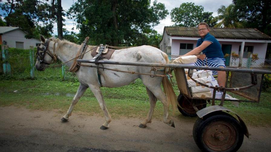 Cuba aumenta uso de animales para el transporte  y el campo por crisis de combustible