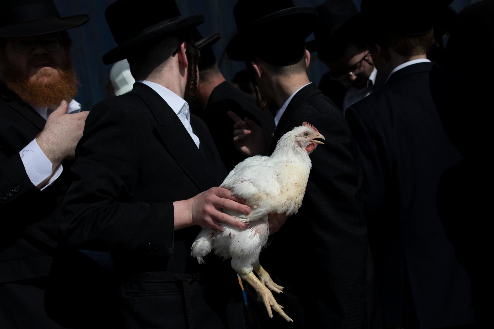 Un hombre judío ultraortodoxo sostiene un pollo durante el ritual Kaparot en Beit Shemesh, Israel, el domingo 6 de octubre de 2019. Los judíos observantes creen que el ritual transfiere los pecados del año pasado al pollo, y se realiza antes del día de Expiación, Yom Kippur, el día más sagrado del año judío que comienza al atardecer del martes. 