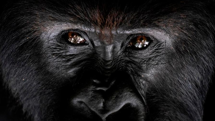 Gorilas de zoológico de San Diego dan positivo a coronavirus