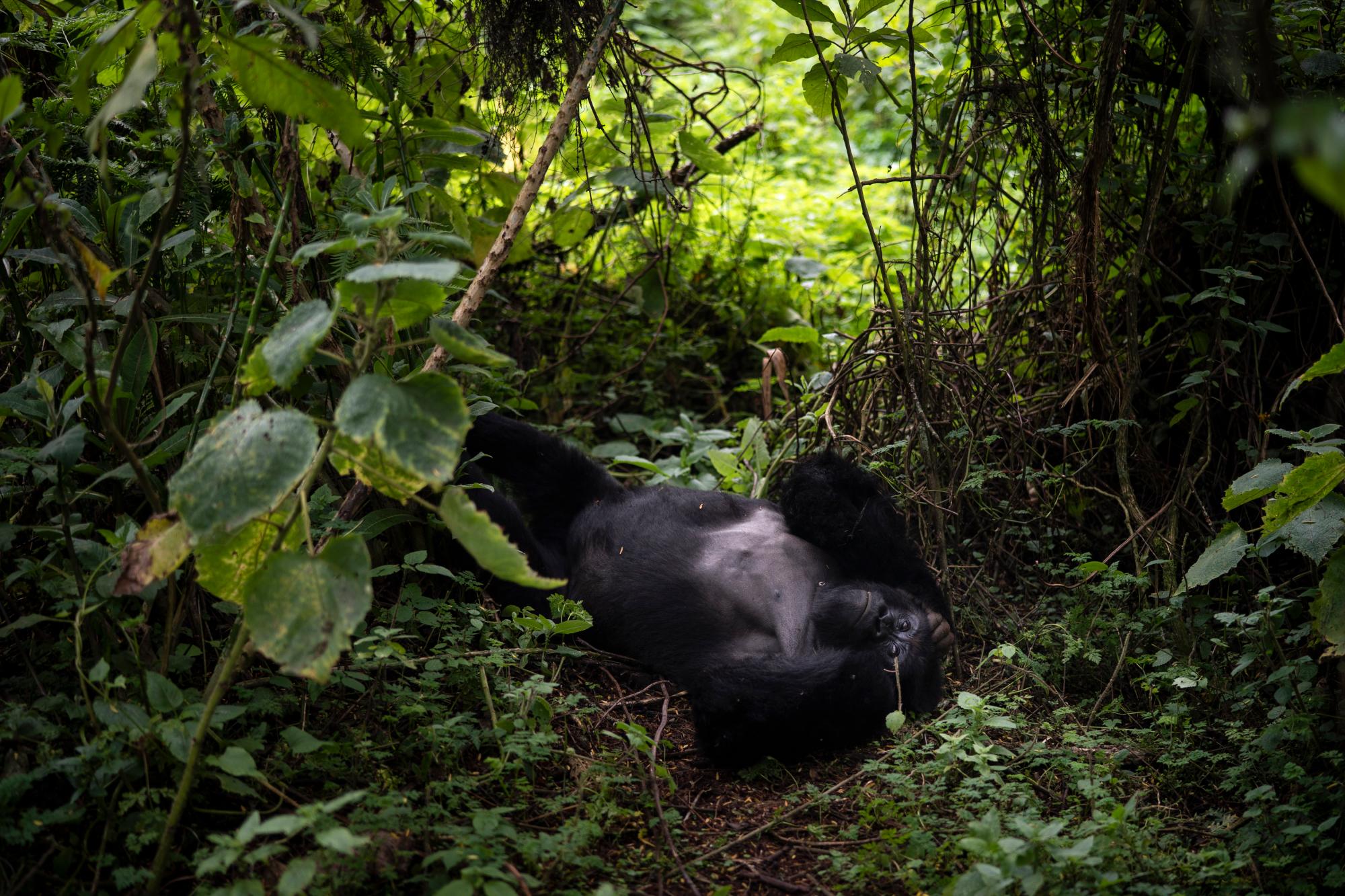 En esta foto del 2 de septiembre de 2019, un gorila de montaña de espalda plateada llamado Segasira yace debajo de un árbol en el Parque Nacional de los Volcanes, Ruanda. Una vez representados en leyendas y películas como “King Kong” como bestias temibles, los gorilas son en realidad primates lánguidos que solo comen plantas e insectos, y viven en grupos familiares bastante estables y extendidos. Su fuerza y exhibiciones de golpes en el pecho generalmente están reservadas para concursos entre rivales masculinos.