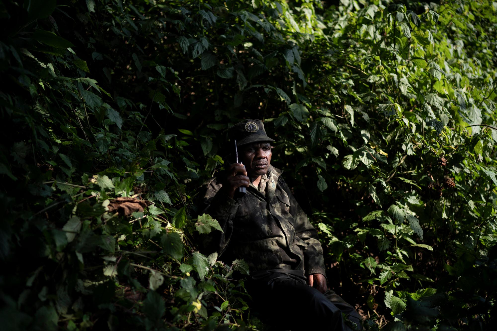 En esta foto del 4 de septiembre de 2019, el rastreador de gorilas Gabriel Safari habla por radio mientras monitorea a los gorilas del grupo Agasha en el Parque Nacional de los Volcanes, Ruanda. Cada mañana, el trabajo de Gabriel es localizar el paradero de la familia de gorilas de 24 miembros, y luego alertar al guardaparque. 