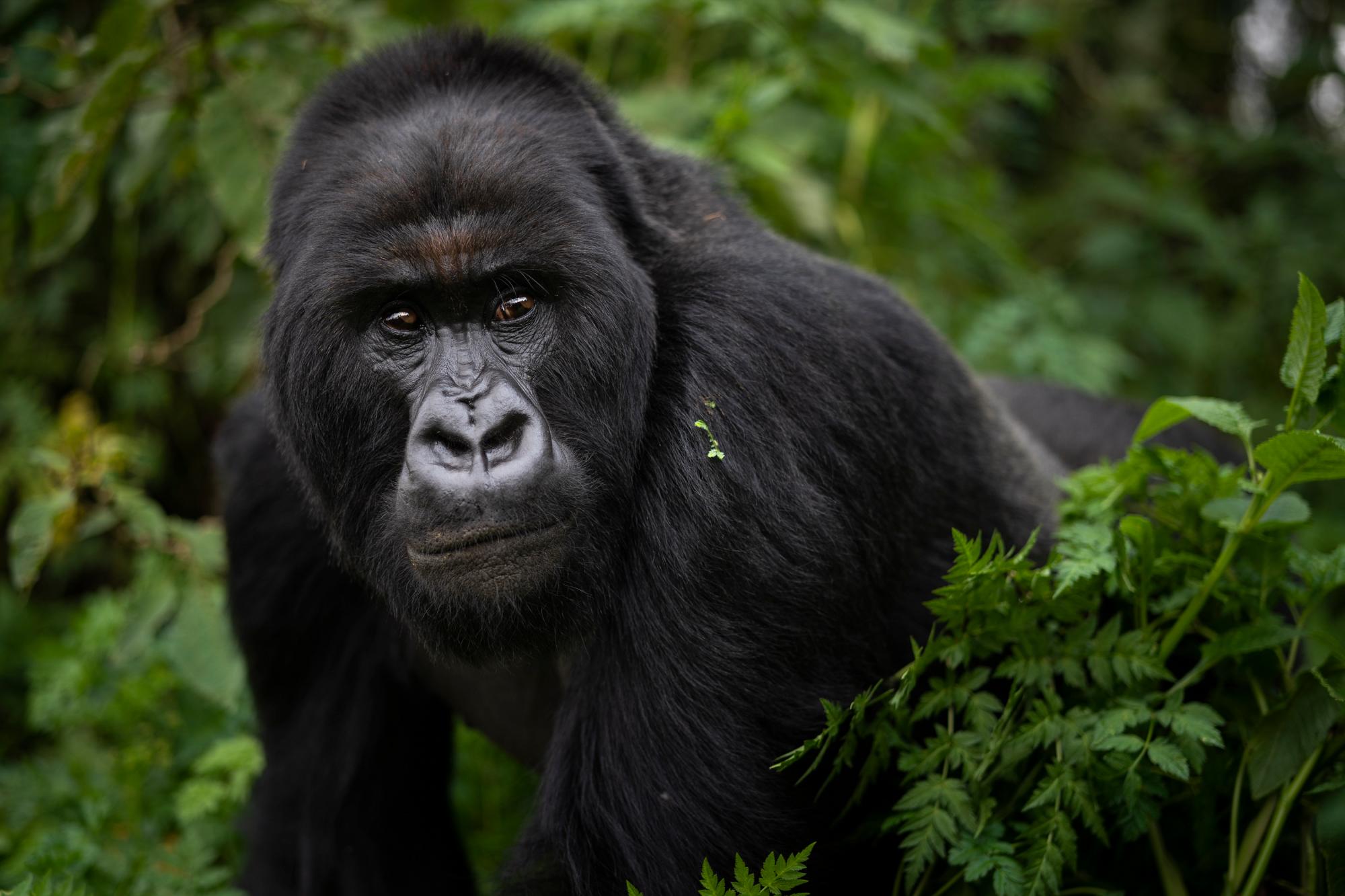 En esta foto del 2 de septiembre de 2019, un gorila de montaña de espalda plateada llamado Segasira camina en el Parque Nacional de los Volcanes, Ruanda. Una campaña de conservación concertada y sostenida ha evitado lo peor y ha dado una segunda oportunidad a estos grandes simios, que comparten aproximadamente el 98% del ADN humano. 