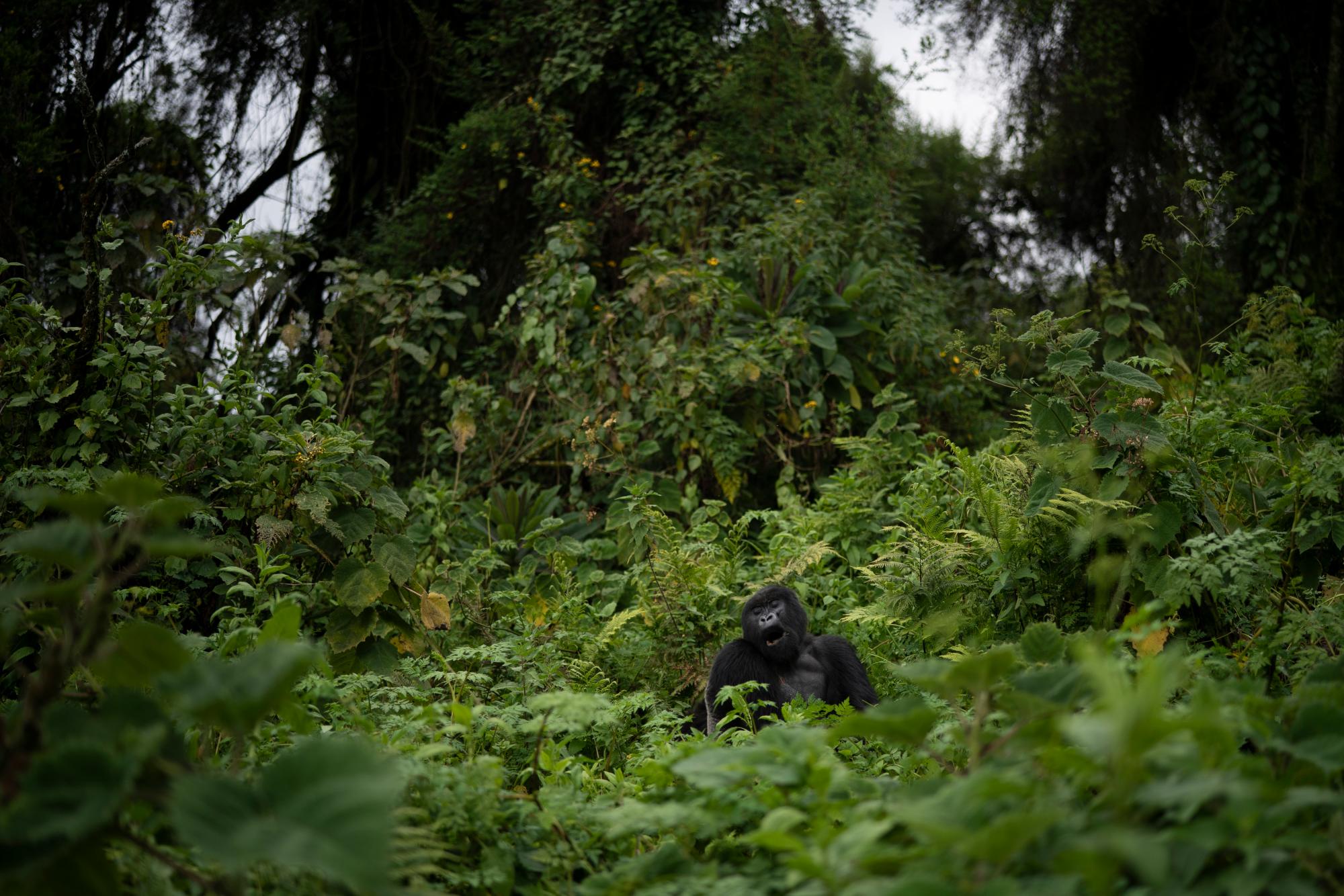  In this Sept. 3, 2019 photo, a silverback mountain gorilla named Pato sits in the Volcanoes National Park, Rwanda. “The population of mountain gorillas is still vulnerable,” says George Schaller, a renowned biologist and gorilla expert. “But their numbers are now growing, and that’s remarkable.” 