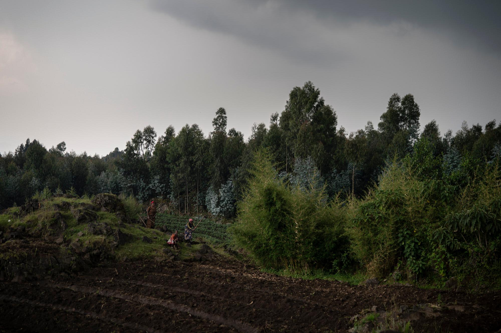 En esta foto del 2 de septiembre de 2019, los agricultores trabajan en sus tierras cerca del Parque Nacional de los Volcanes en Kinigi, Ruanda. En 2005, el gobierno adoptó un modelo para dirigir el 5% de los ingresos del turismo del Parque Nacional de los Volcanes para construir infraestructura en las aldeas circundantes, incluidas las escuelas y las clínicas de salud. Hace dos años, la participación se elevó al 10%. 