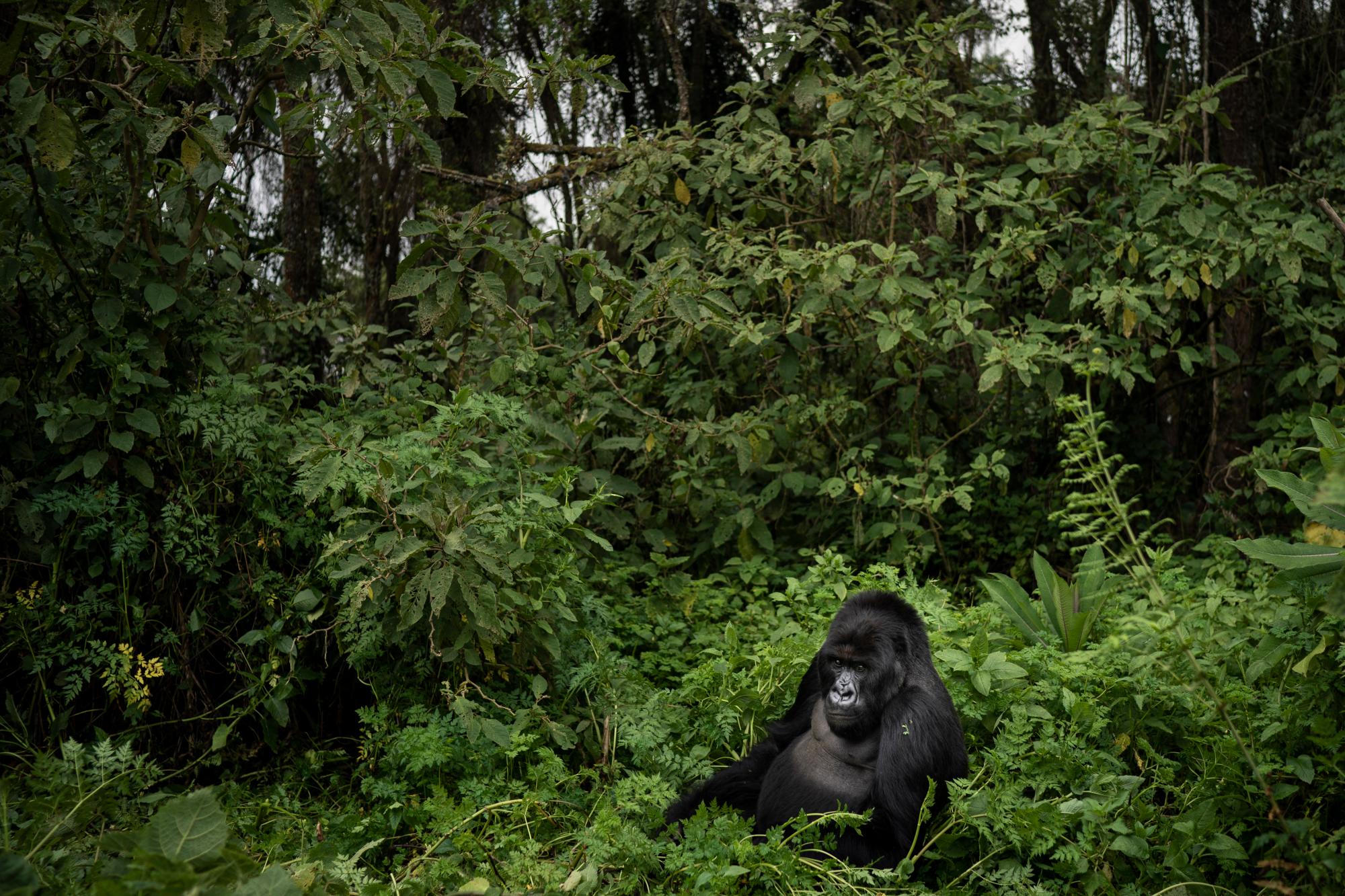 En esta foto del 2 de septiembre de 2019, un gorila de montaña de espalda plateada llamado Segasira se sienta entre las plantas en el Parque Nacional de los Volcanes, Ruanda. En lugar de desaparecer, el número de gorilas de montaña _ una subespecie de gorilas orientales _ ha aumentado de 680 hace una década a poco más de 1,000 en la actualidad. 