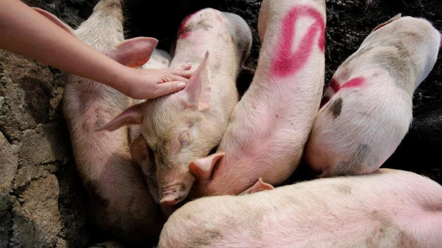 China sufre por los altos precios del cerdo, uno de los pilares de su dieta China sufre por los altos precios del cerdo, uno de los pilares de su dieta