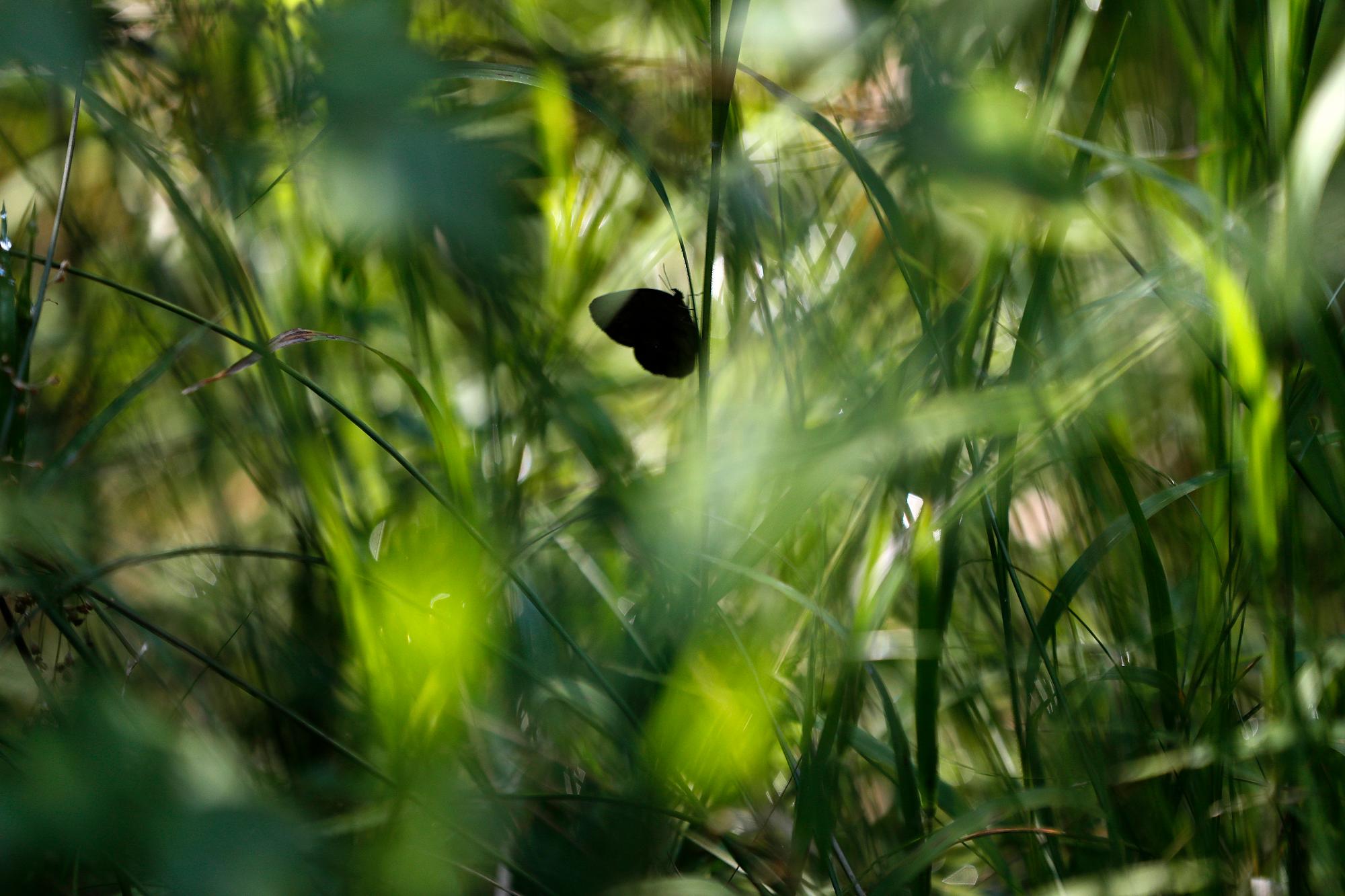 Una mariposa sátiro de San Francisco descansa sobre una juncia en un pantano en Fort Bragg, Carolina del Norte, el lunes 29 de julio de 2019. Una de las especies de mariposas más raras de la Tierra, hay quizás 3.000 especímenes.