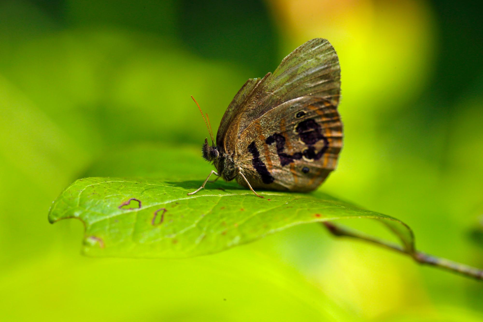 Una mariposa sátiro de San Francisco descansa sobre una hoja en un pantano en Fort Bragg, Carolina del Norte, el lunes 29 de julio de 2019. Su ala fue marcada para su identificación por un biólogo que estudiaba el raro insecto.