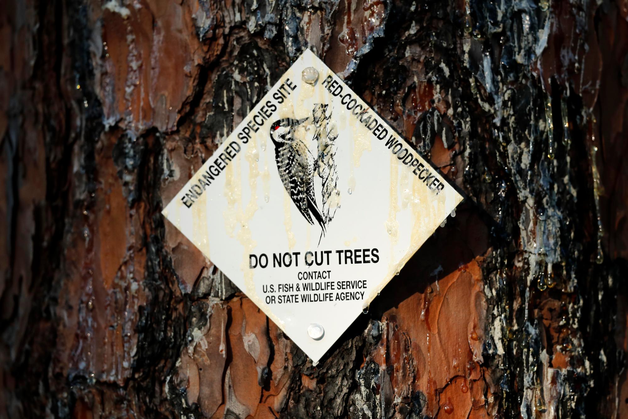  A sign indicates a tree used by a red-cockaded woodpecker in Southern Pines, N.C., on Tuesday, July 30, 2019. Unlike other woodpeckers, the red-cockaded woodpecker only nests and roosts in living long leaf pines. (AP Photo/Robert F. Bukaty)