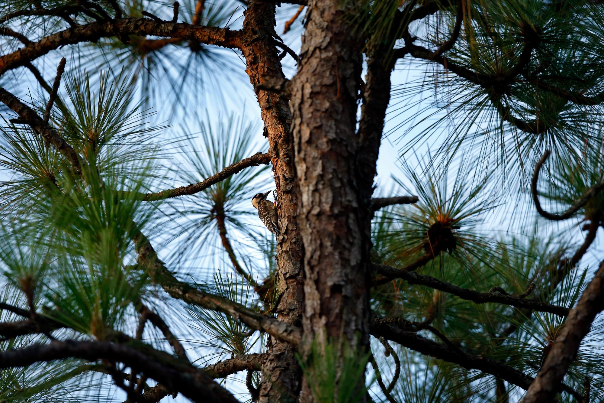 Un pájaro carpintero de cabeza roja se ve en un pino de hoja larga en Fort Bragg en Carolina del Norte el martes 30 de julio de 2019. El pájaro carpintero fue una de las primeras aves protegidas bajo la Ley de Especies en Peligro de 1973. 