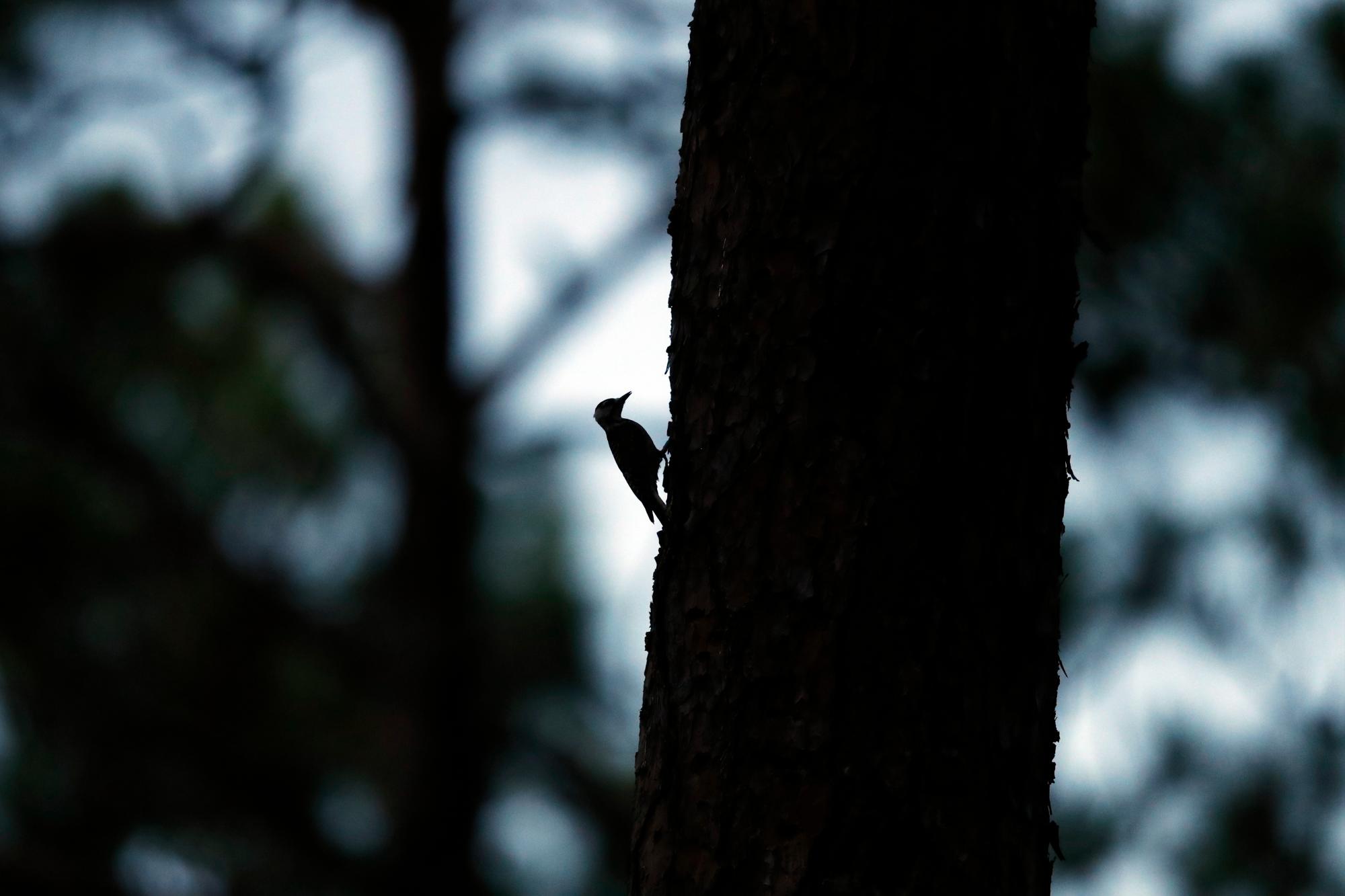  Un pájaro carpintero de cabeza roja se prepara para entrar en su cavidad de descanso en la noche en un bosque de pinos de hoja larga en Southern Pines, Carolina del Norte, el martes 30 de julio de 2019. El pájaro carpintero fue una de las primeras aves protegidas bajo la Ley de Especies en Peligro de Extinción de 1973. 