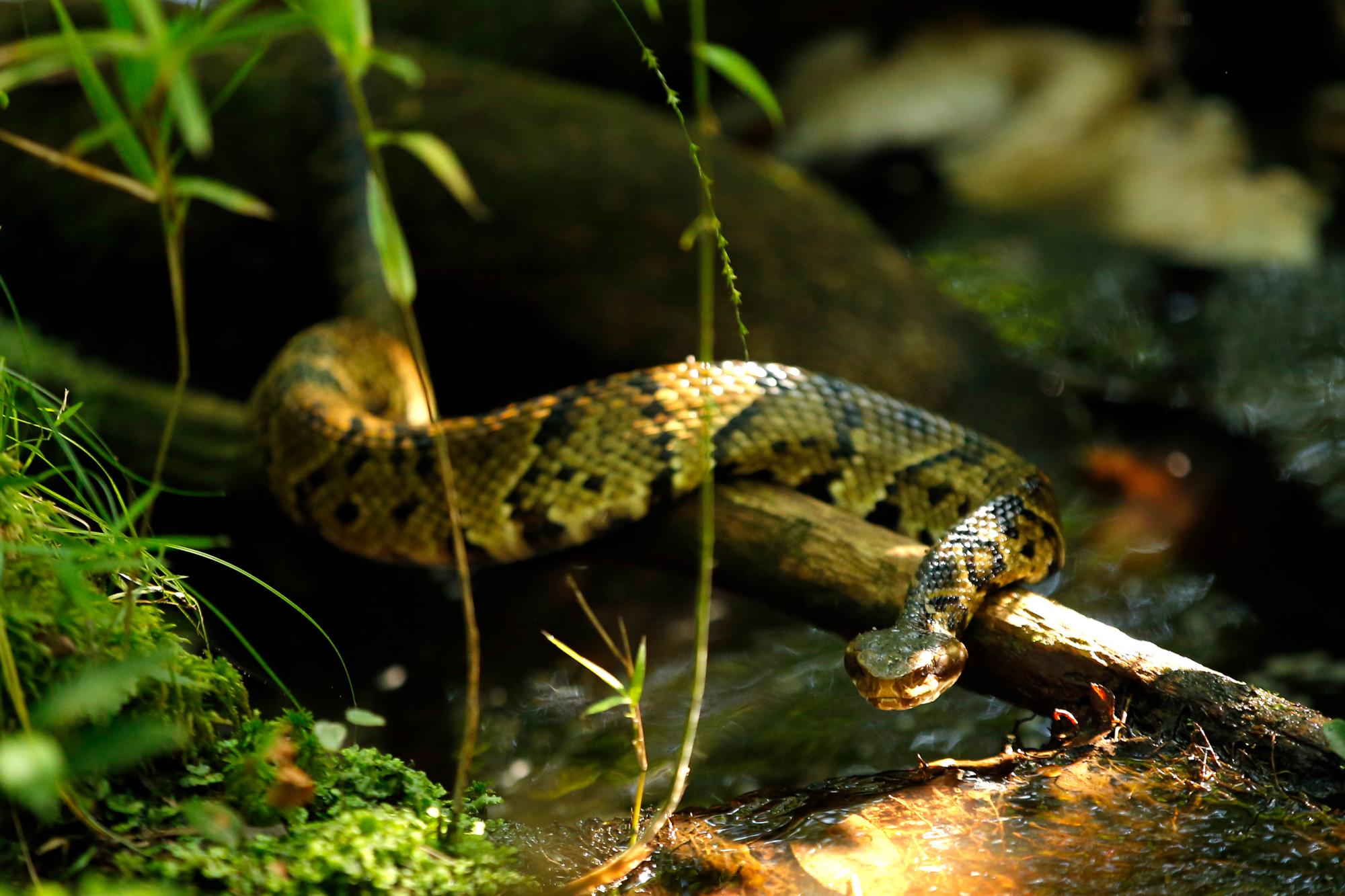   Una serpiente venenosa de boca de algodón se mueve sobre un pequeño arroyo cerca de biólogos que trabajan para mejorar el hábitat de la rara mariposa sátiro de San Francisco, en Fort Bragg, Carolina del Norte, el martes 30 de julio de 2019. 