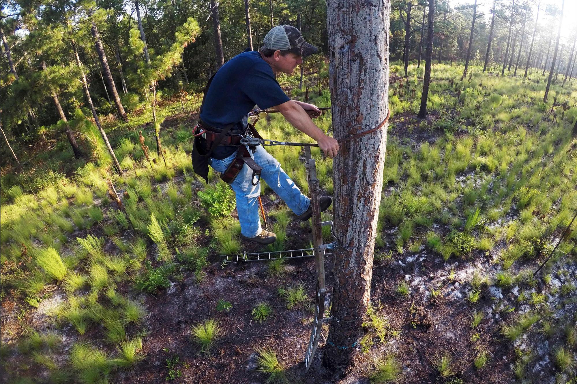 El biólogo de vida silvestre Brian Ball, protegido por un arnés de seguridad, examina una cavidad de anidación utilizada por un pájaro carpintero de cabeza roja en Fort Bragg en Carolina del Norte el martes 30 de julio de 2019. 