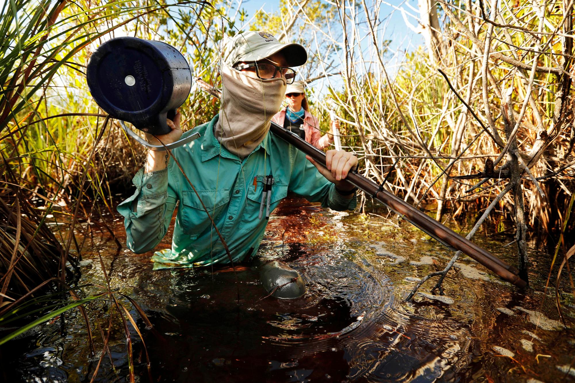 En esta foto del miércoles 30 de octubre de 2019, Austin Pezoldt transporta equipo a través del agua turbia mientras ayuda en un estudio sobre el colapso de la turba en un pantano de sierra costera en el Parque Nacional Everglades, Florida 