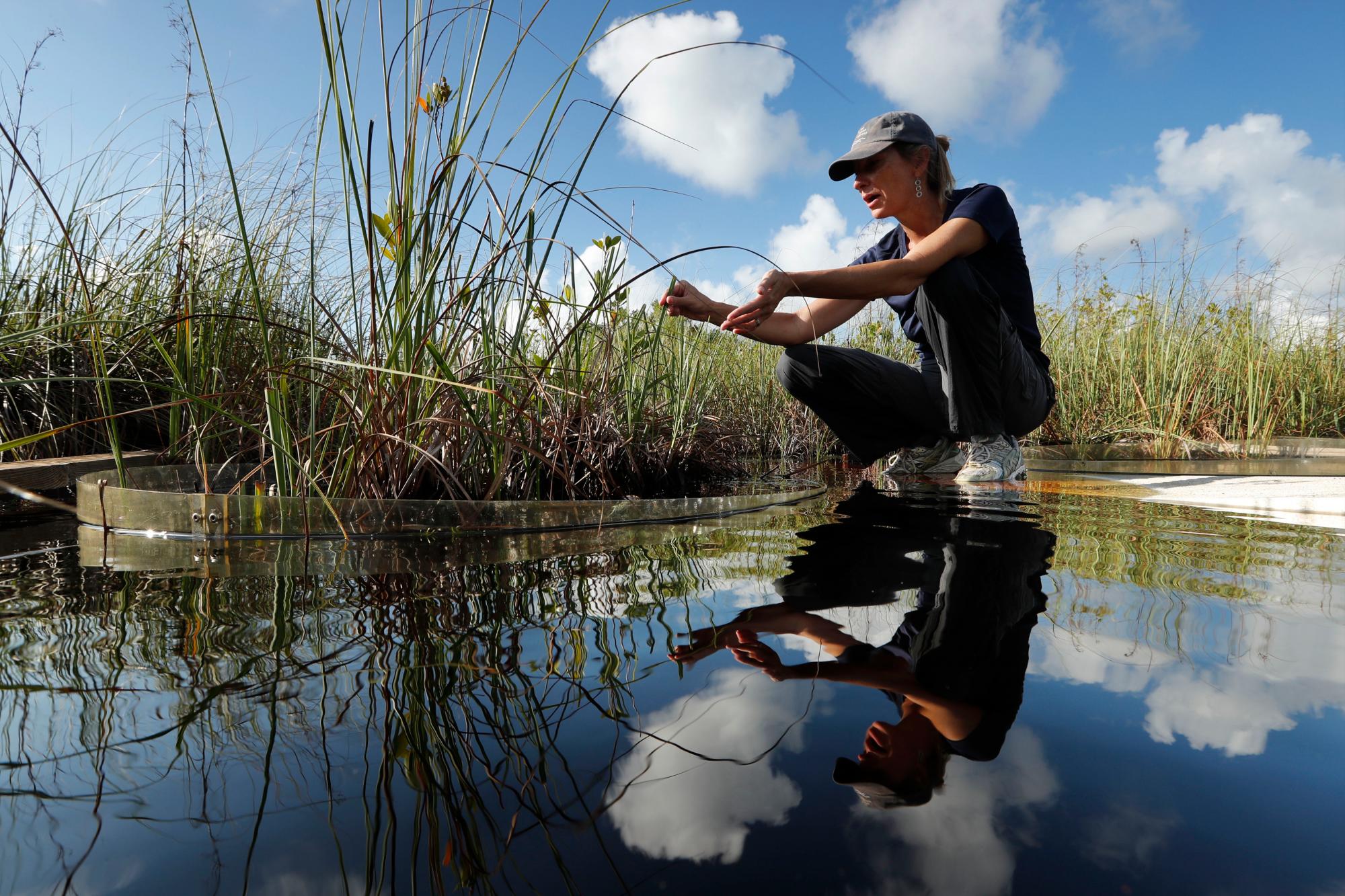 En esta foto del lunes 21 de octubre de 2019, Tiffany Troxler, investigadora científica y profesora de la Universidad Internacional de Florida, camina por un paseo marítimo en un sitio de investigación de humedales en el Parque Nacional Everglades, cerca de Flamingo, Florida. aumento de nivel 