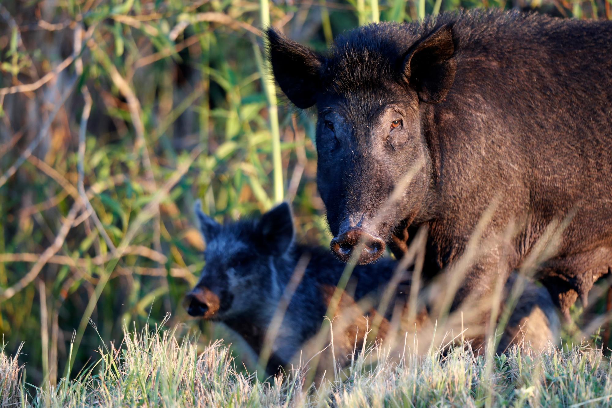 En esta foto del viernes 25 de octubre de 2019, los cerdos salvajes deambulan cerca de LaBelle, Florida. El estado es el segundo después de Texas en el número de cerdos salvajes no nativos que viven en el estado.
