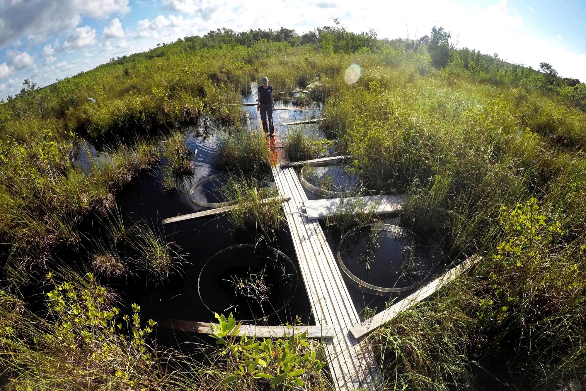 En esta foto del lunes 21 de octubre de 2019, Tiffany Troxler, investigadora científica y profesora de la Universidad Internacional de Florida, camina por un paseo marítimo en un sitio de investigación de humedales en el Parque Nacional Everglades cerca de Flamingo, Florida. Está estudiando el ecosistema de humedales y su relación con el mar. aumento de nivel
