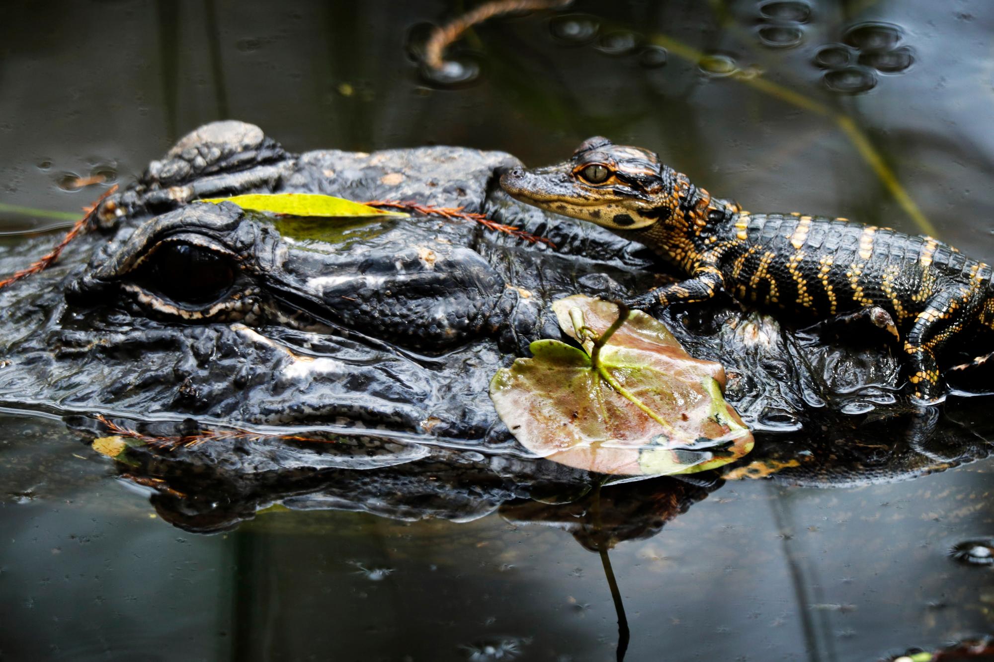En esta foto del domingo 20 de octubre de 2019, un cocodrilo bebé descansa sobre un adulto en un pantano en la Reserva Nacional Big Cypress en Florida. 
