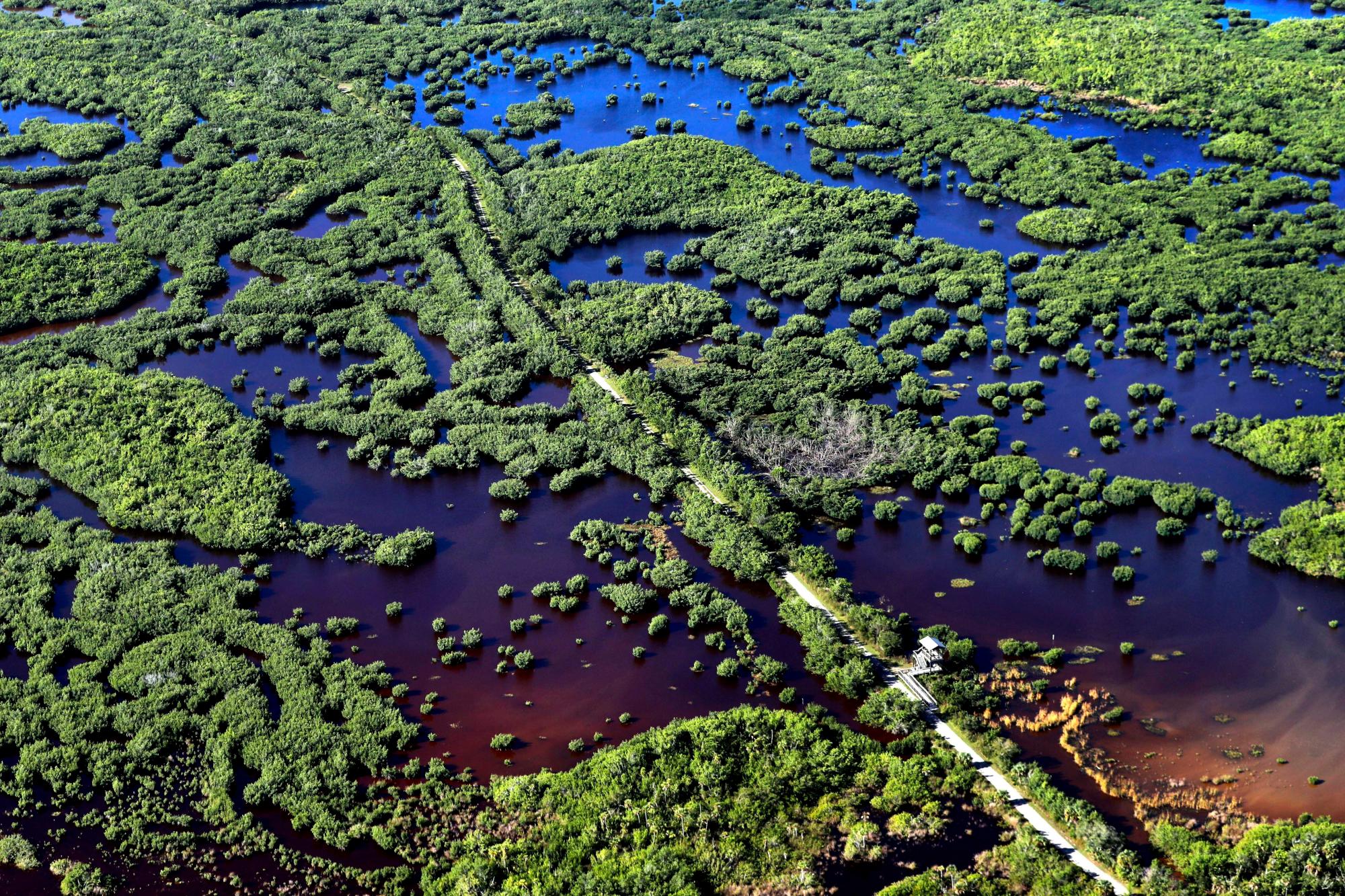 En esta foto del jueves 24 de octubre de 2019, el Marsh Trail divide una sección del Refugio Nacional de Vida Silvestre Diez Mil Islas en el oeste de los Everglades, cerca de Naples, Florida. Grupos de manglares forman islas en un estuario poco profundo. Un bosque de manglar saludable es importante para proteger las costas durante las tormentas.