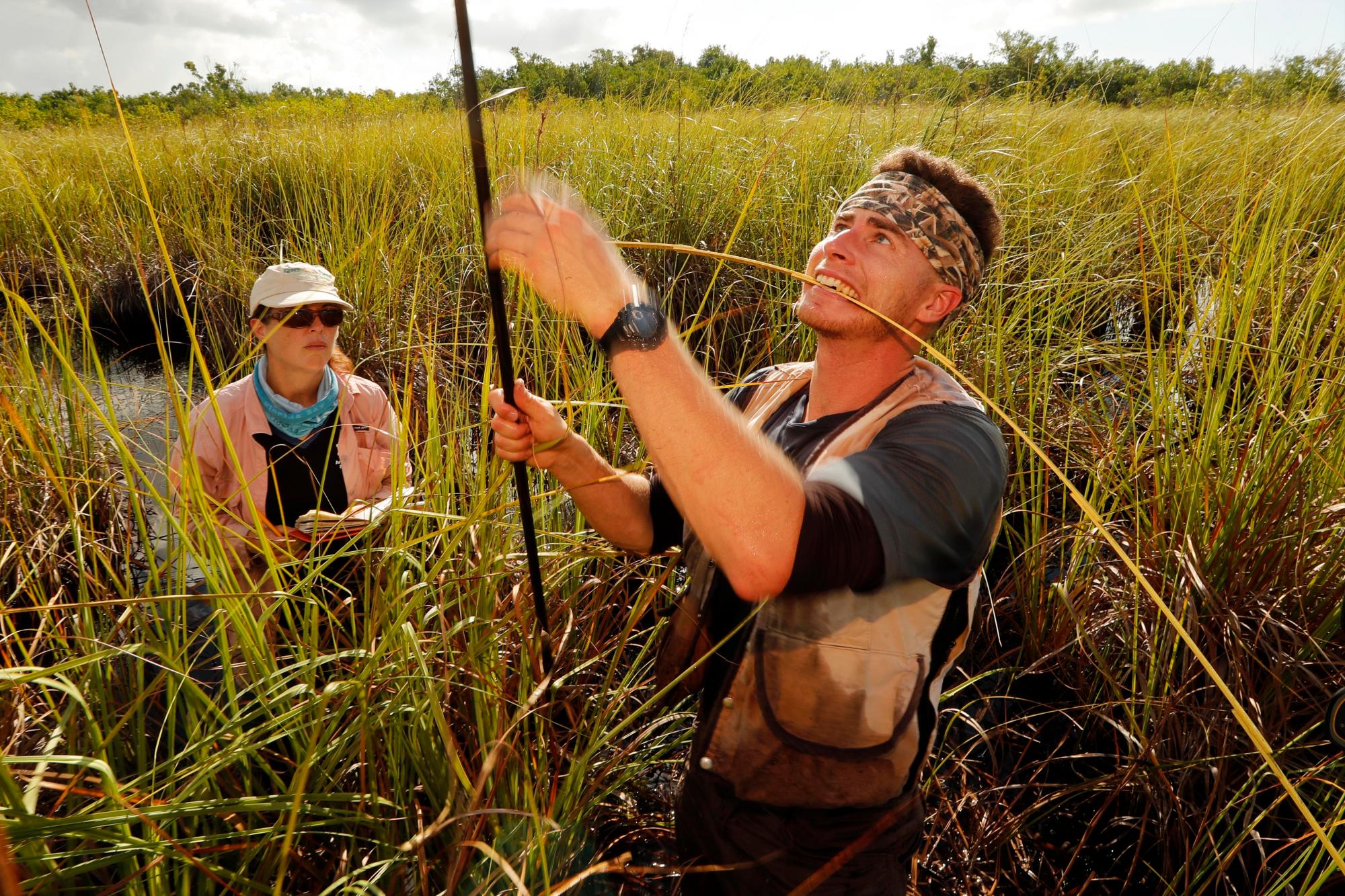 En esta foto del miércoles 30 de octubre de 2019, Lucas Lamb-Wooten, un estudiante de doctorado en la Universidad Internacional de Florida, mide una hoja de sierra durante una excursión de investigación en el Parque Nacional Everglades, cerca de Flamingo, Florida. Lamb-Wooten está estudiando el colapso de la turba en una sierra costera pantanos de hierba. La asistente de investigación Laura Bauman registra datos a la izquierda. 
