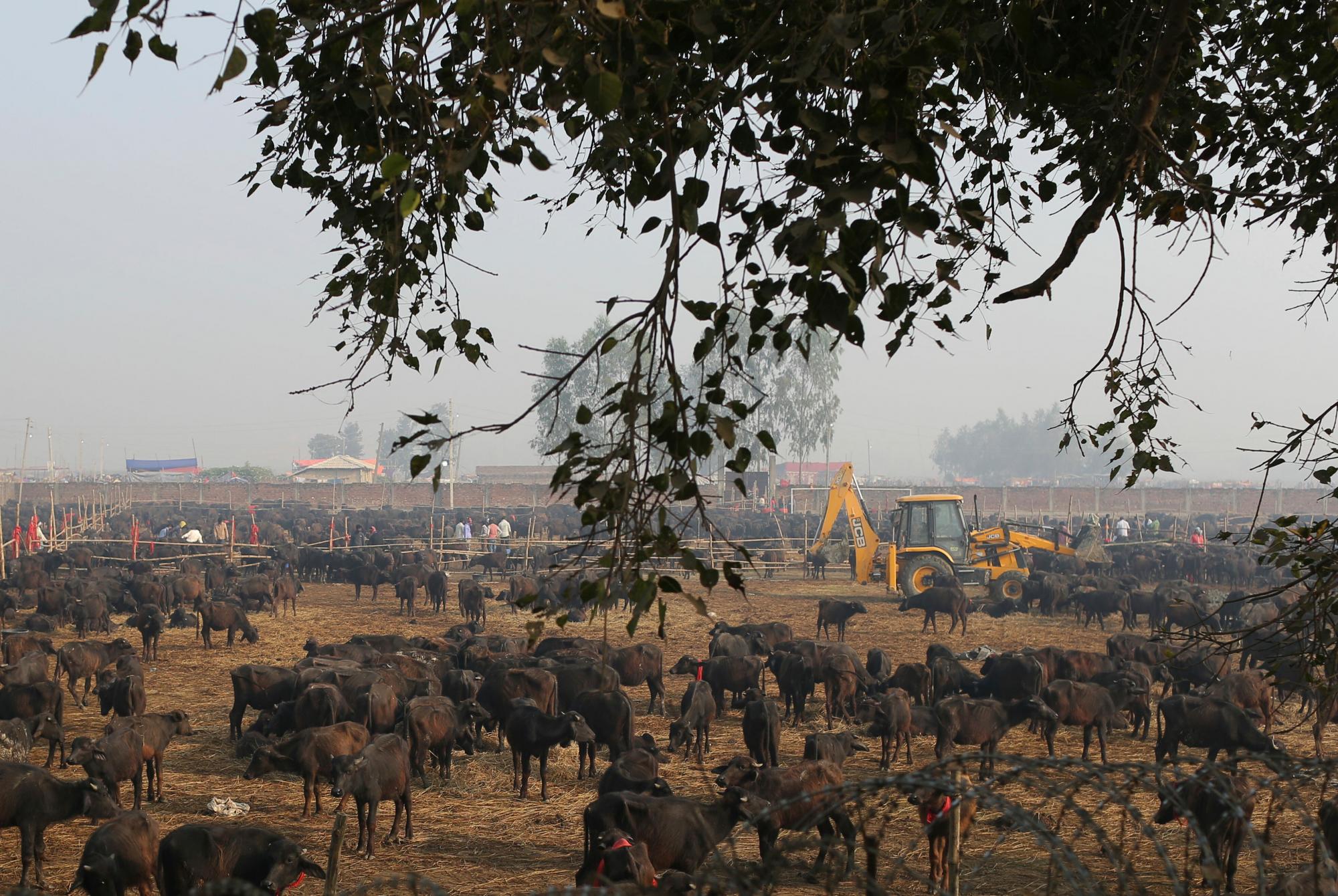 En esta foto del lunes 2 de diciembre de 2019, miles de búfalos esperan ser sacrificados durante el festival Gadhimai en Bariyarpur, en el distrito de Bara, 80 millas (50 millas) al sur de Katmandú, Nepal. Cientos de miles de hindúes se han reunido en un templo aquí para una ceremonia que involucra la matanza de miles de animales. 