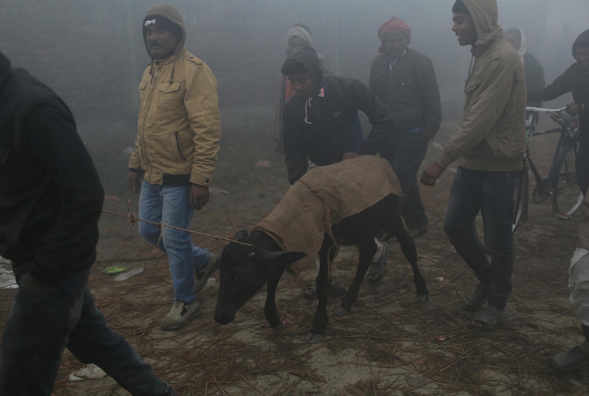 En esta foto del lunes 2 de diciembre de 2019, los devotos hindúes conducen un búfalo a un complejo donde se guardan los búfalos para el sacrificio durante el festival Gadhimai en Bariyarpur en el distrito de Bara 80 millas (50 millas) al sur de Katmandú, Nepal. Cientos de miles de hindúes se han reunido en un templo aquí para una ceremonia que involucra la matanza de miles de animales.
