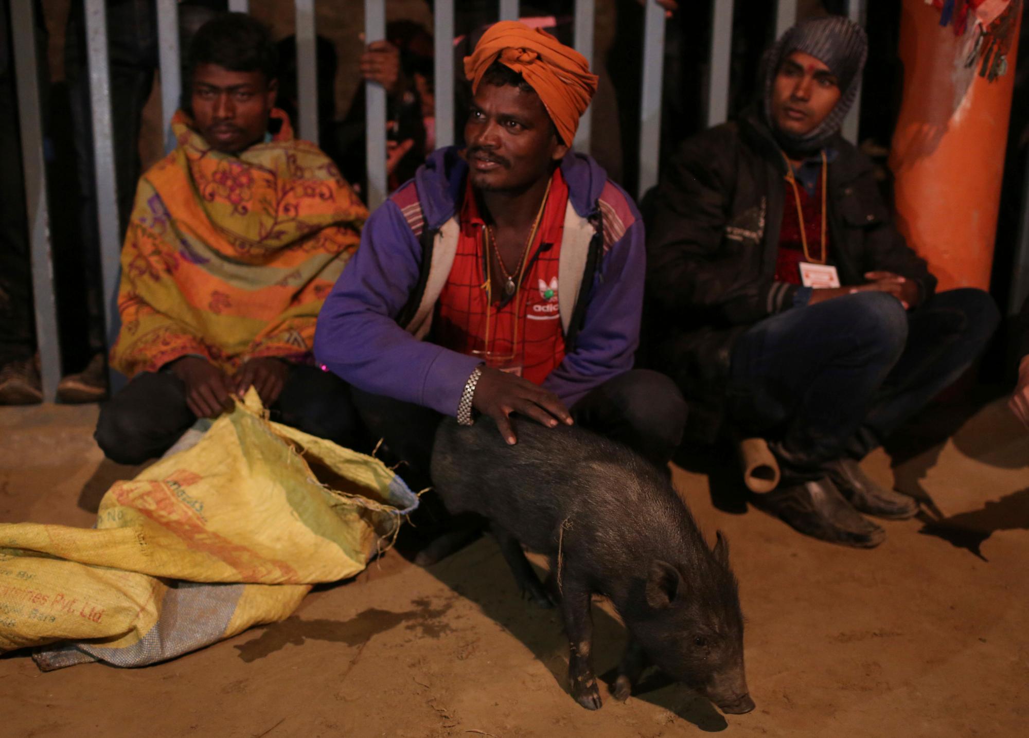 Un devoto hindú sostiene un cerdo antes de ser sacrificado durante el festival de Gadhimai en Bariyarpur, en el distrito de Bara 80 millas (50 millas) al sur de Katmandú, Nepal, el martes 3 de diciembre de 2019. Cientos de miles de hindúes se han reunido en un templo aquí por Una ceremonia que involucra la matanza de miles de animales. 