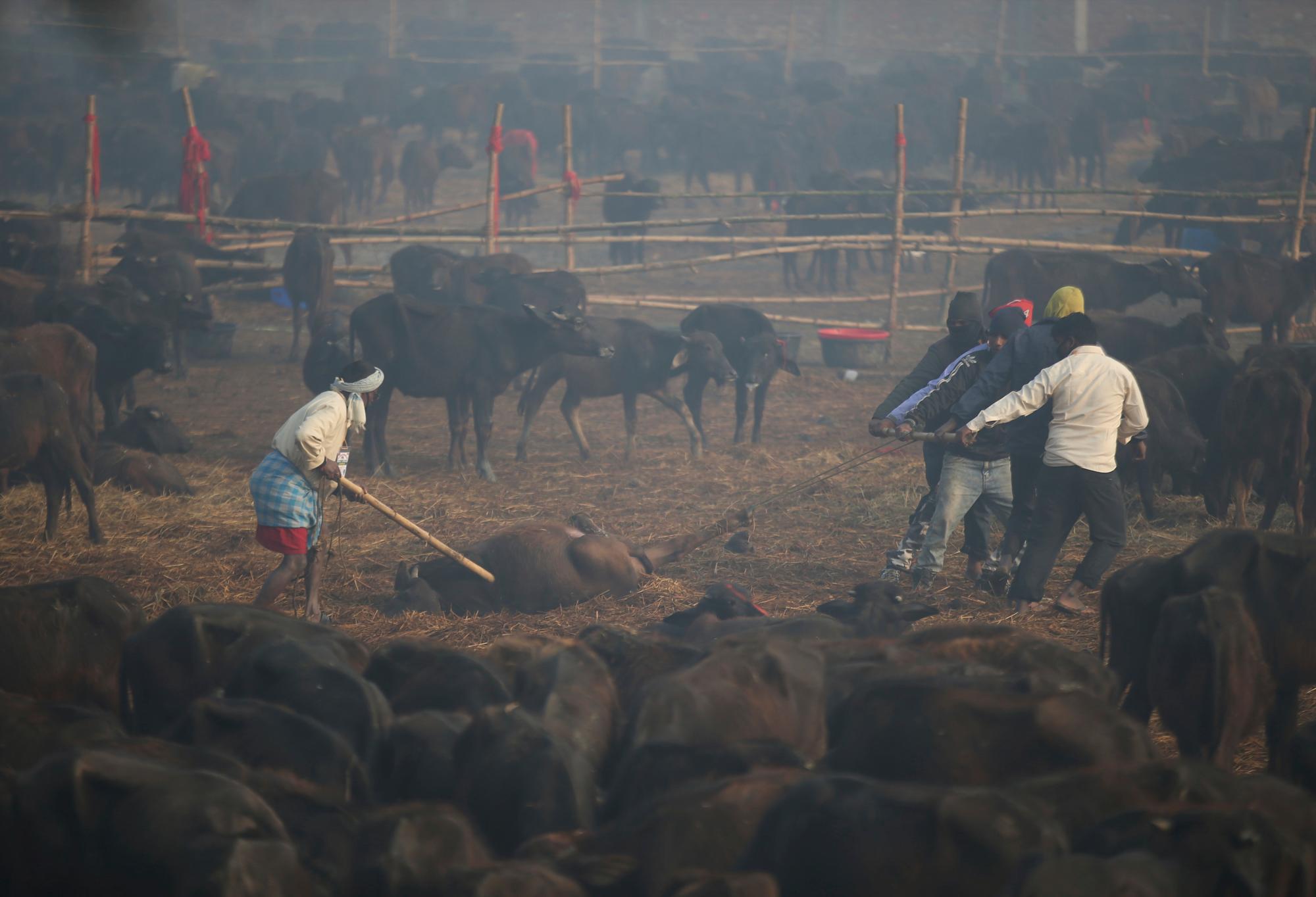 En esta foto del lunes 2 de diciembre de 2019, un voluntario retira un cadáver de un búfalo de un complejo donde se guardan búfalos sacrificados durante el festival de Gadhimai en Bariyarpur, en el distrito de Bara, a 80 millas (50 millas) al sur de Katmandú, Nepal. Cientos de miles de hindúes se han reunido en un templo aquí para una ceremonia que involucra la matanza de miles de animales.