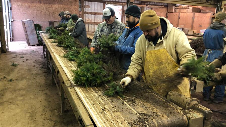 Buscan reducir restricciones a jornaleros migrantes en EEUU