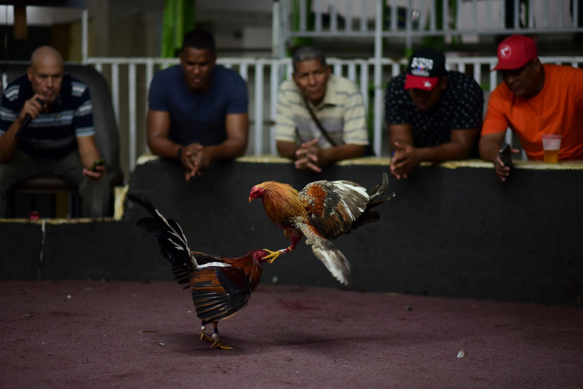 Noche de pelea en el club de peleas de gallos Campanillas, en Toa Baja, Puerto Rico, el miércoles 18 de diciembre de 2019. Algunos legisladores de Puerto Rico creen que la pelea por la prohibición federal de las peleas de gallos terminará en la corte, llevándolos a la clandestinidad una vez más.