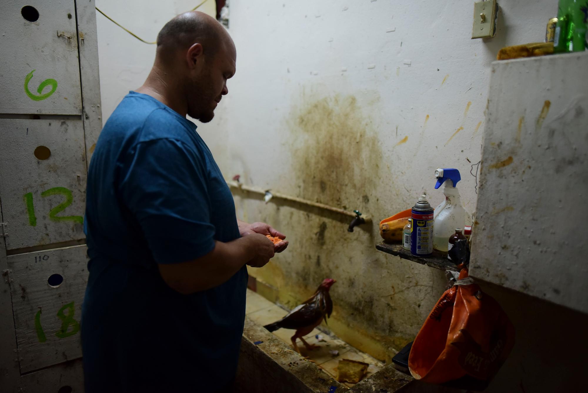 El sanador de gallos de pelea Rubén Rivera da tratamiento a gallos heridos en el club de peleas de gallos Campanillas, en Toa Baja, Puerto Rico, el miércoles 18 de diciembre de 2019. Las autoridades estiman que la industria genera $ 18 millones al año y emplea a unas 27,000 personas, como Rivera. 